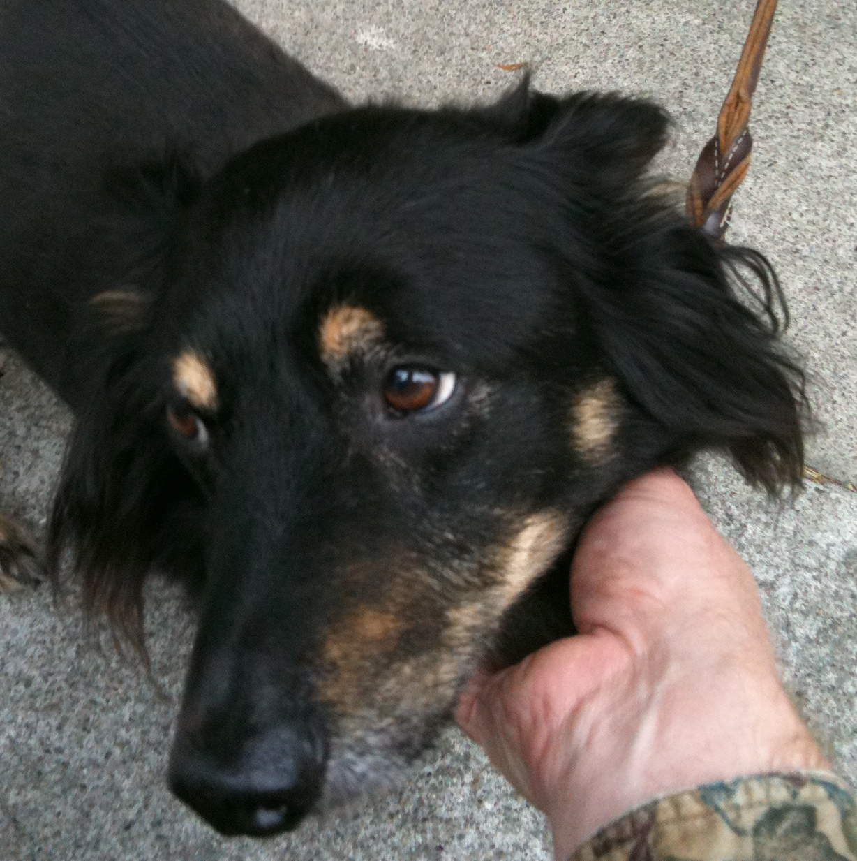 Dog of the Day Derby the Mix The Dogs of San Francisco