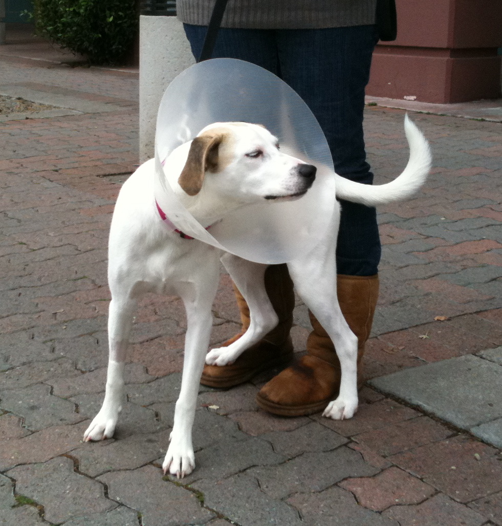Dog of the Day Sammie the Foxhound (?) Mix The Dogs of