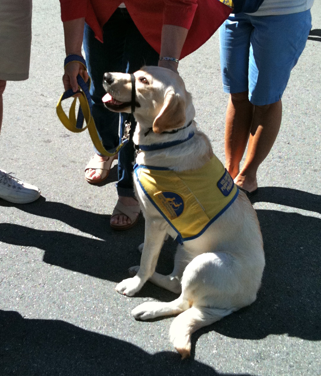 Dog of the Day Trainee Assistance Dog Lab The Dogs of San Francisco