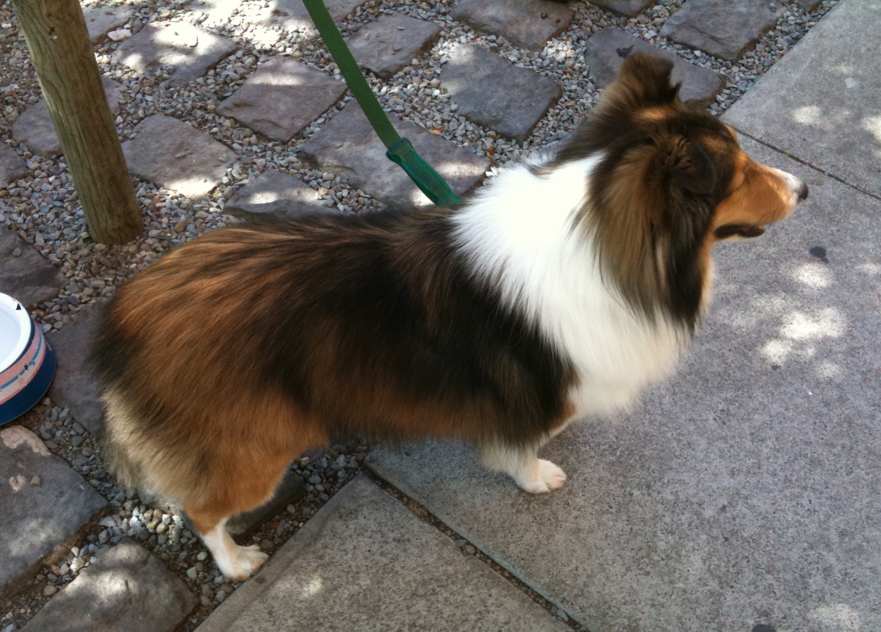 Dog of the Day Sheltie The Dogs of San FranciscoThe Dogs of San