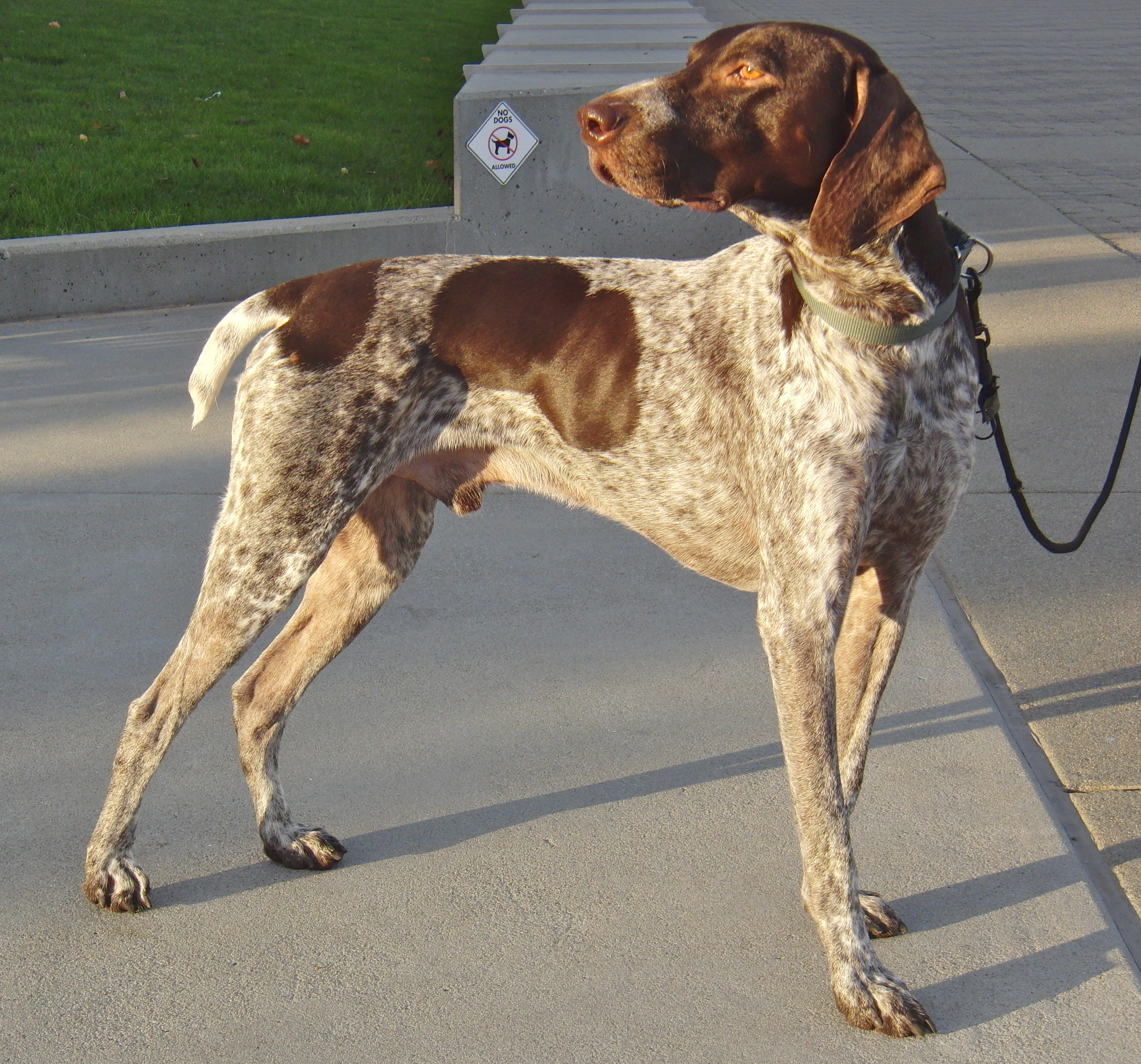 Dog of the Day Patch the German Shorthaired Pointer The Dogs of San