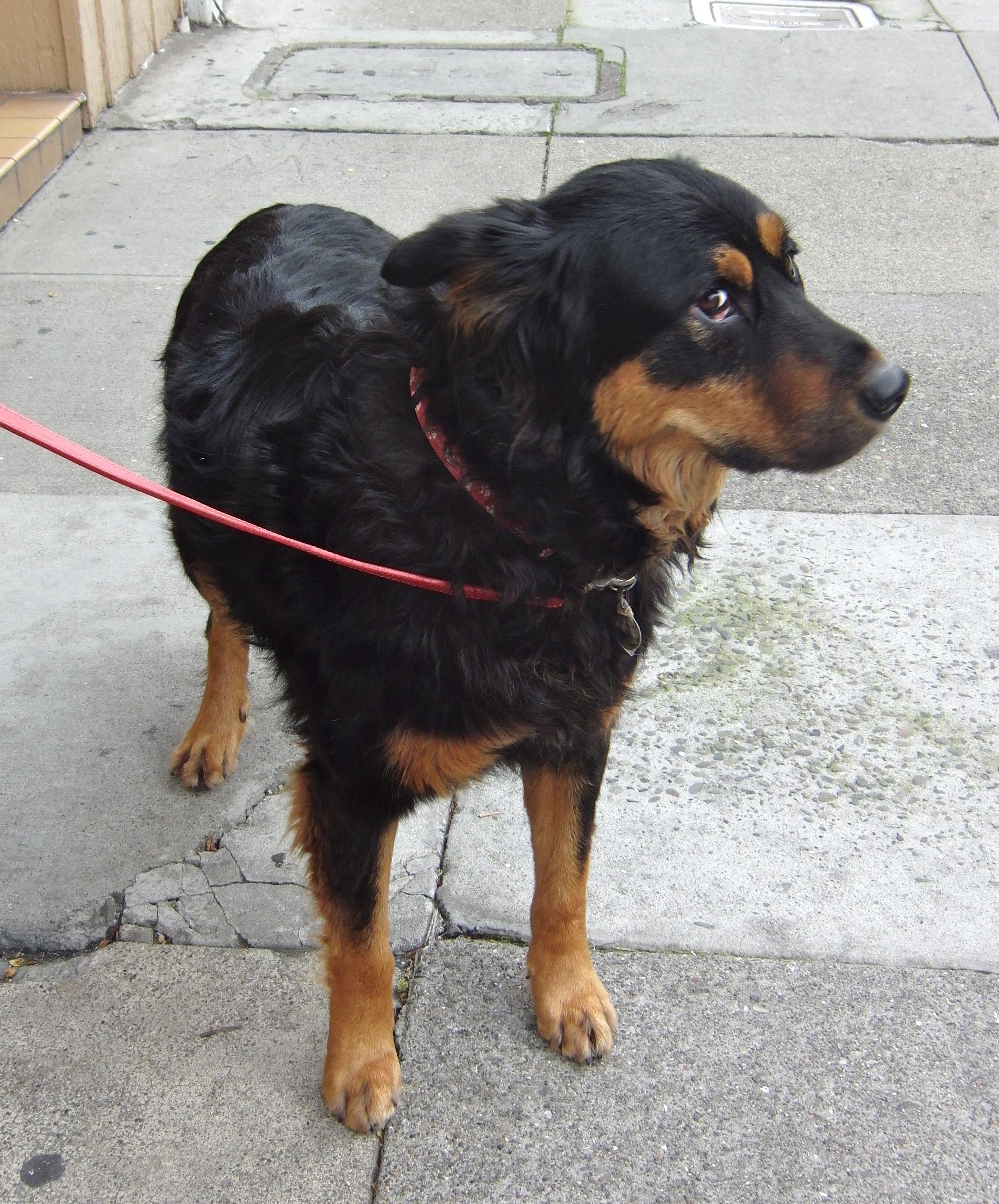 Dog of the Year Trucker the German Shepherd/Rottweiler