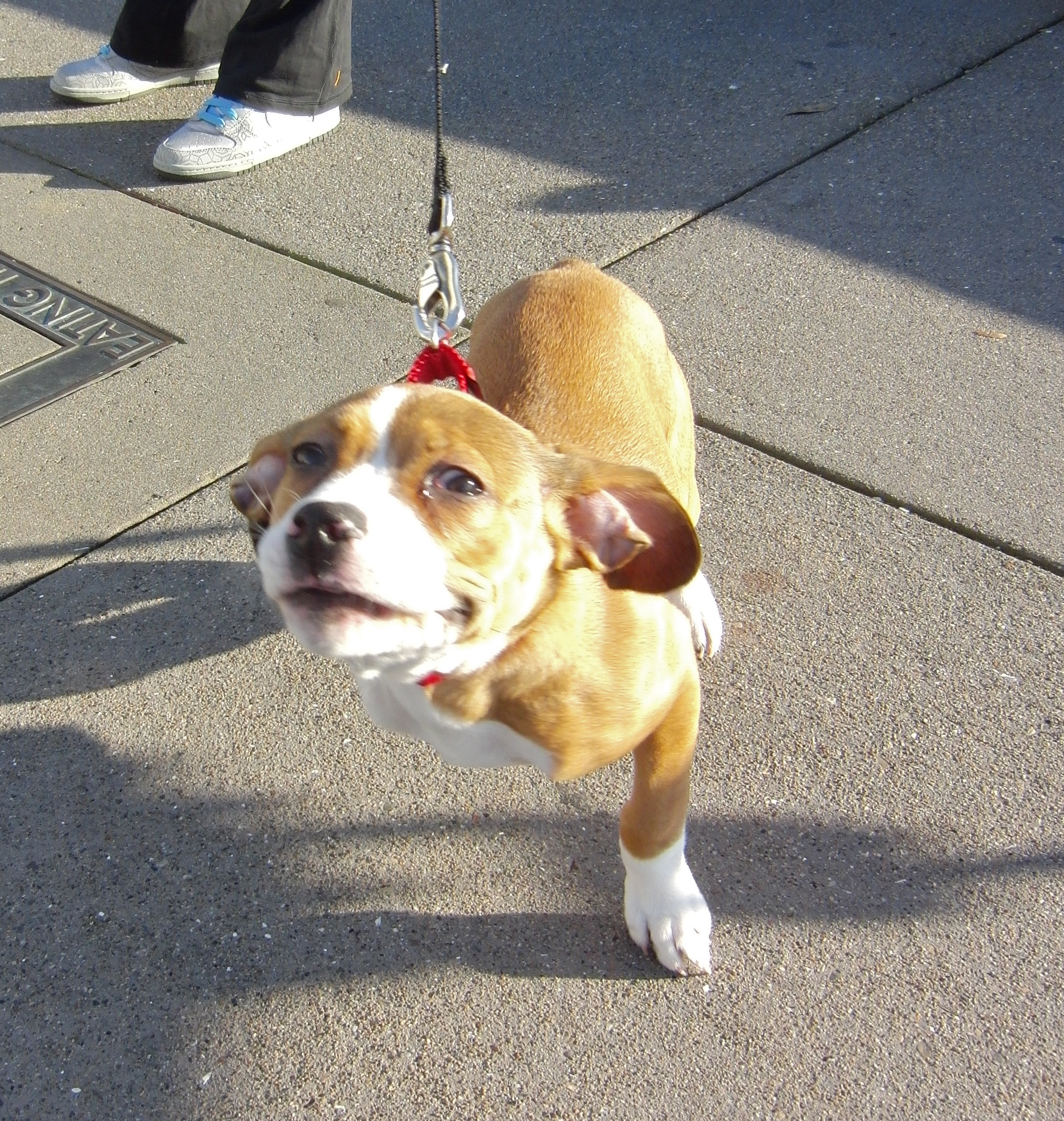 Dog of the Day Lola the Boxer/Spaniel Puppy The Dogs of