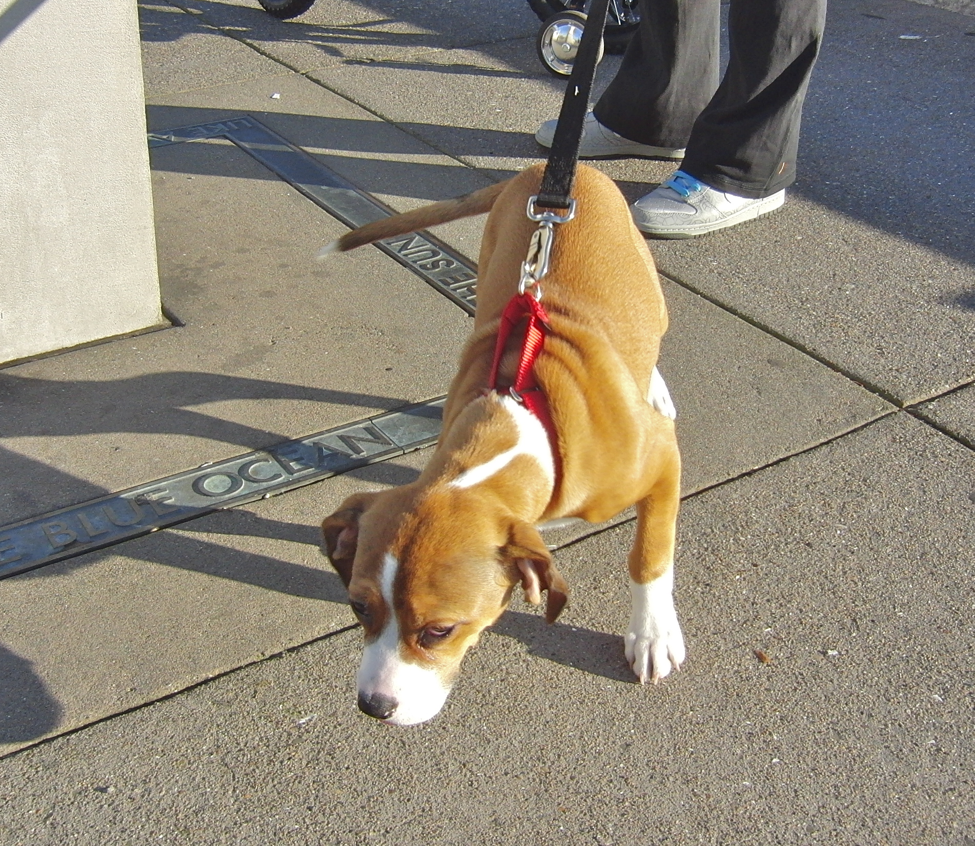 Dog of the Day Lola the Boxer/Spaniel Puppy The Dogs of