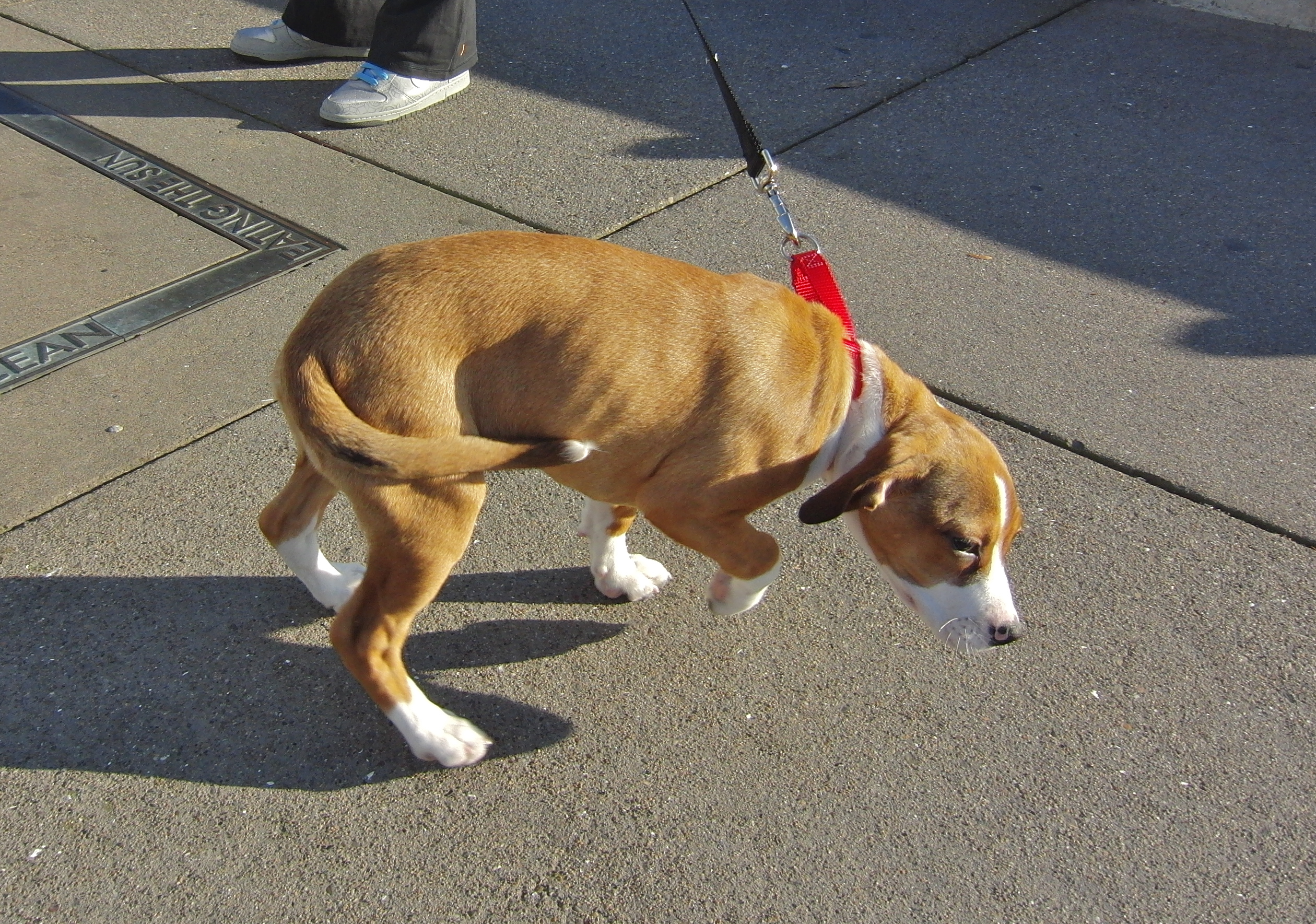 Dog of the Day Lola the Boxer/Spaniel Puppy The Dogs of