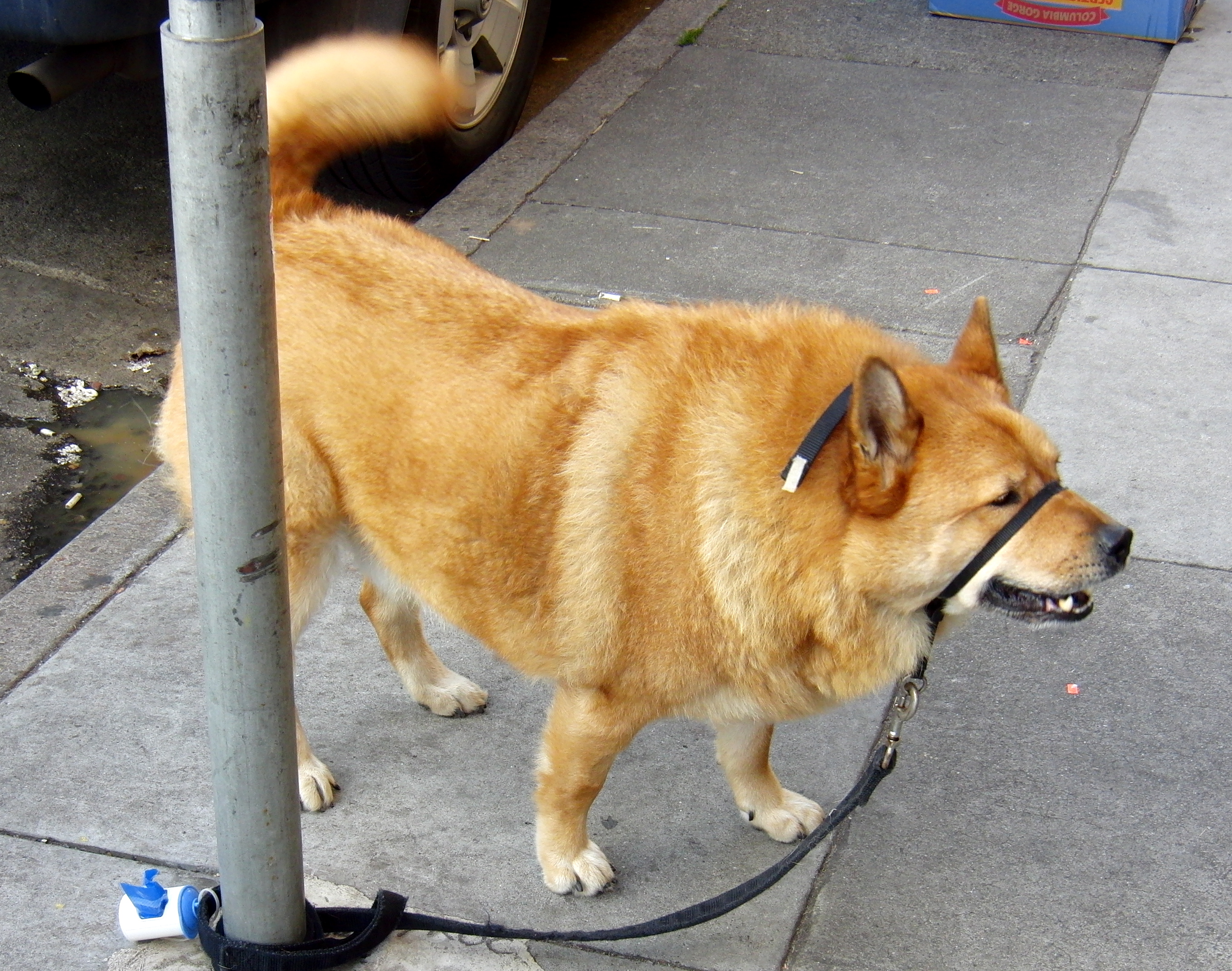 Dog of the Day Chow Mix The Dogs of San Francisco