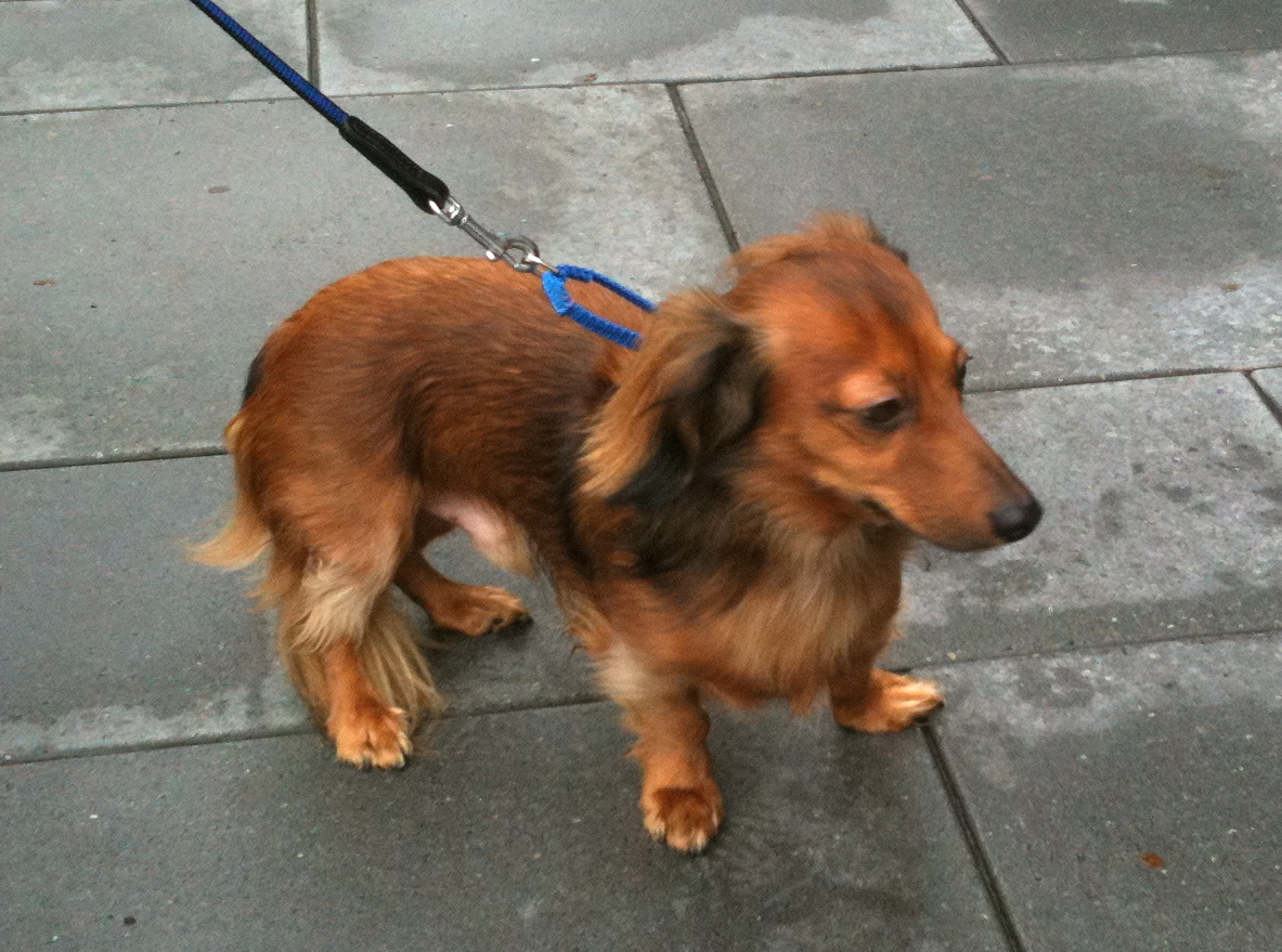 Dog of the Day Fooooofly Wiener! The Dogs of San