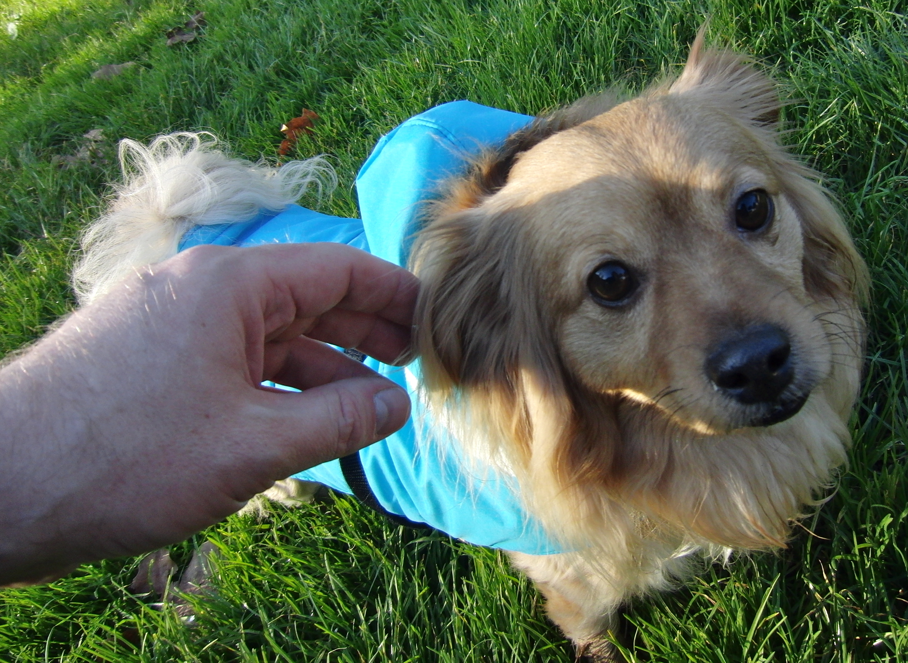 Dog of the Day Teddy the LongHaired Chihuahua/Poodle Mix The Dogs