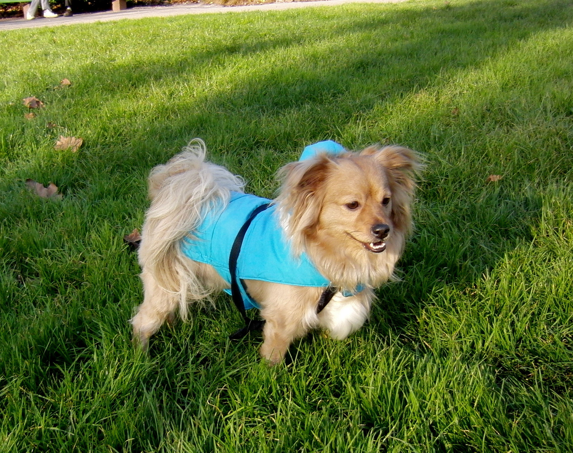 Dog of the Day Teddy the LongHaired Chihuahua/Poodle Mix The Dogs