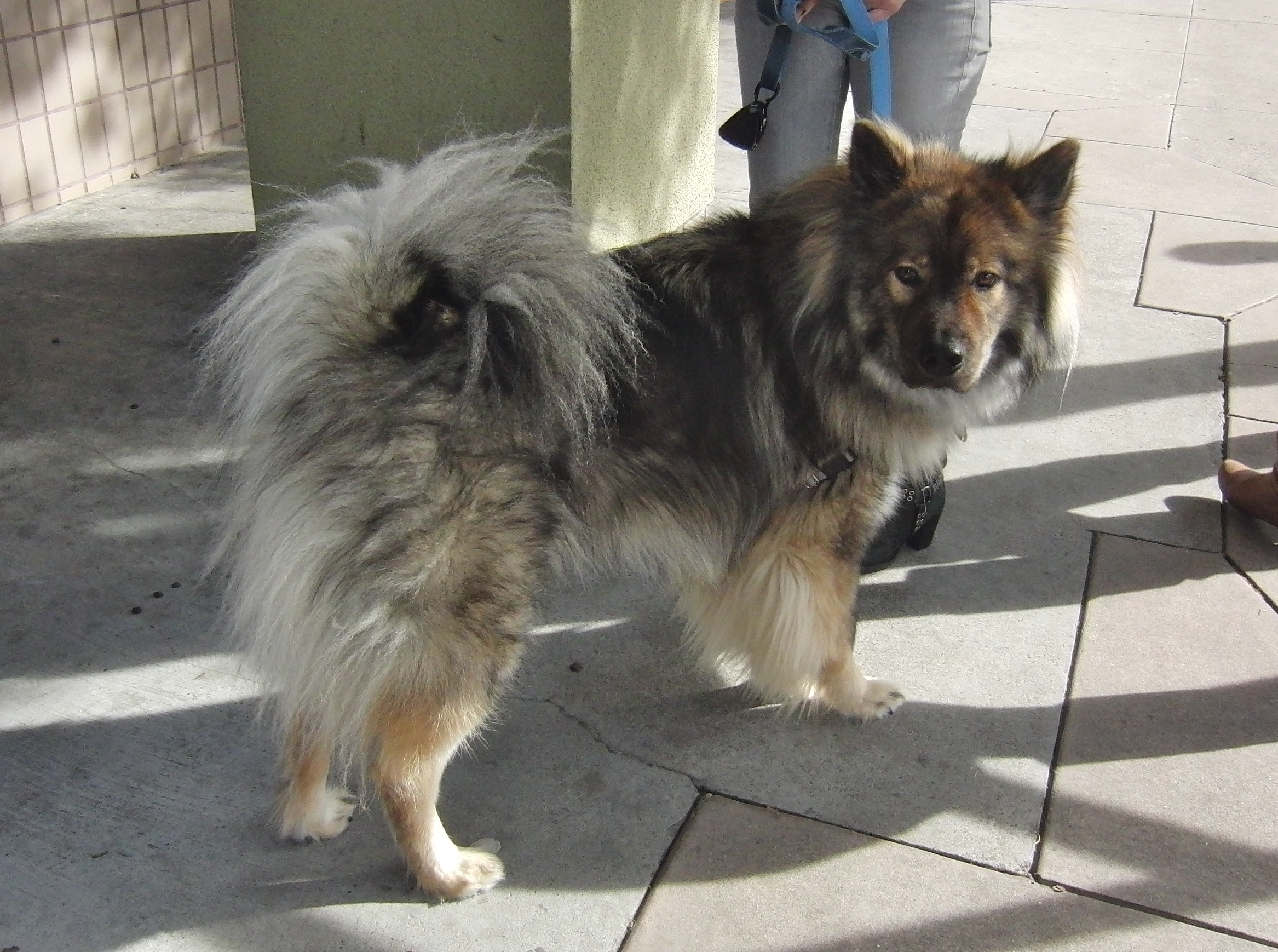 What about it? Are you going to help save the otters? The Dogs of San