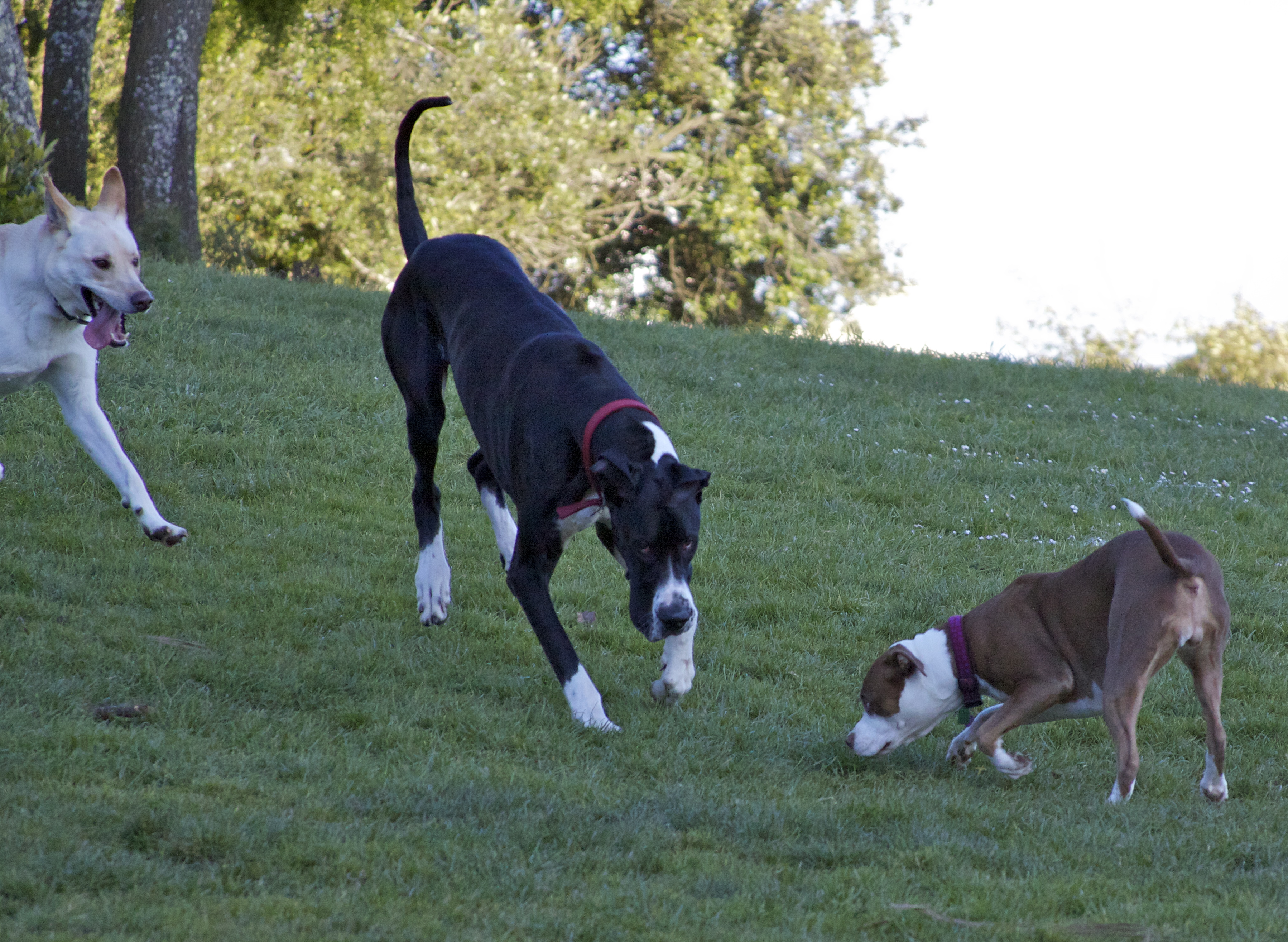 Aw, man. Nobody wants to play with me. The Dogs of San