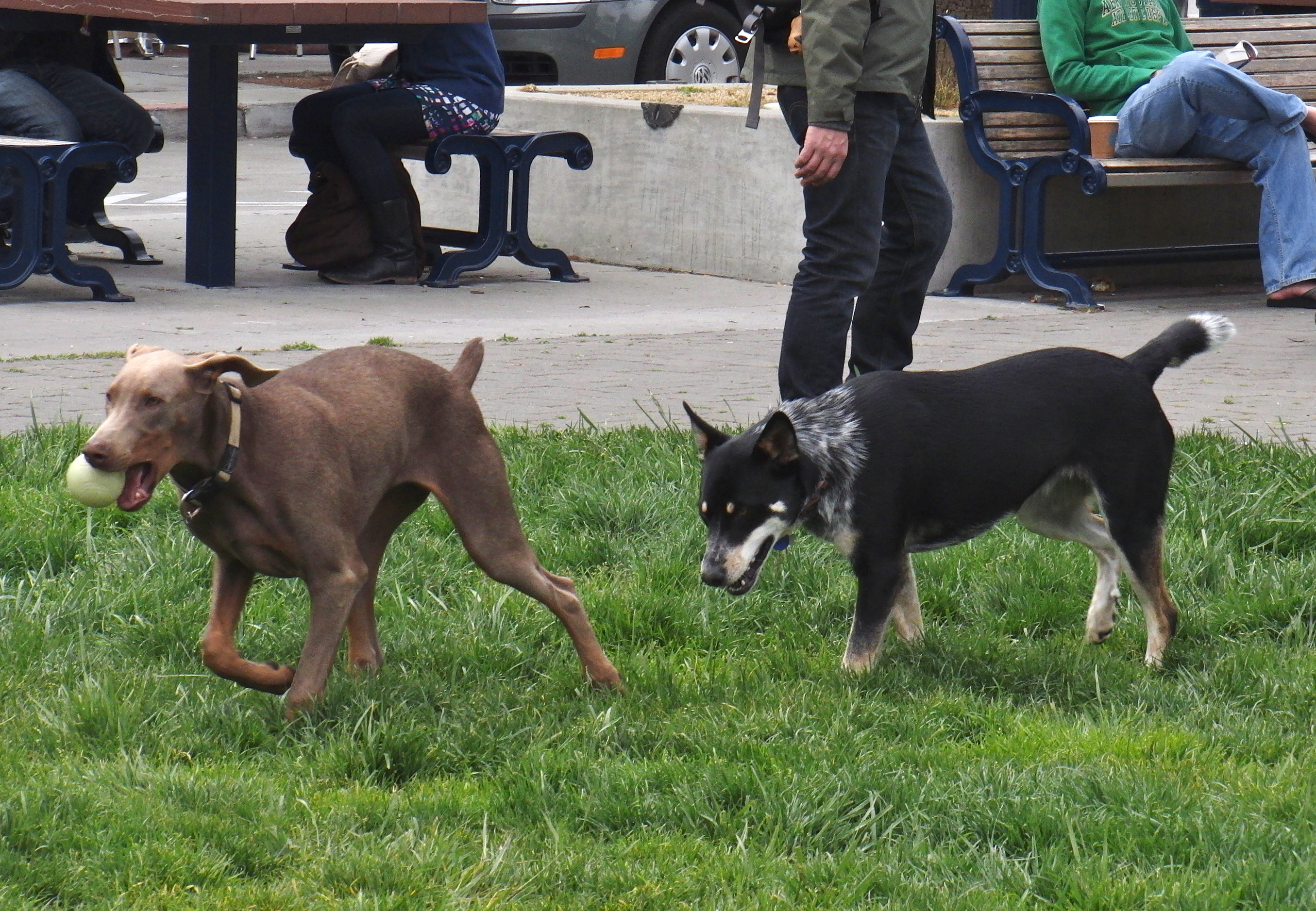 If you want my ball, you’ll have to come get it! The