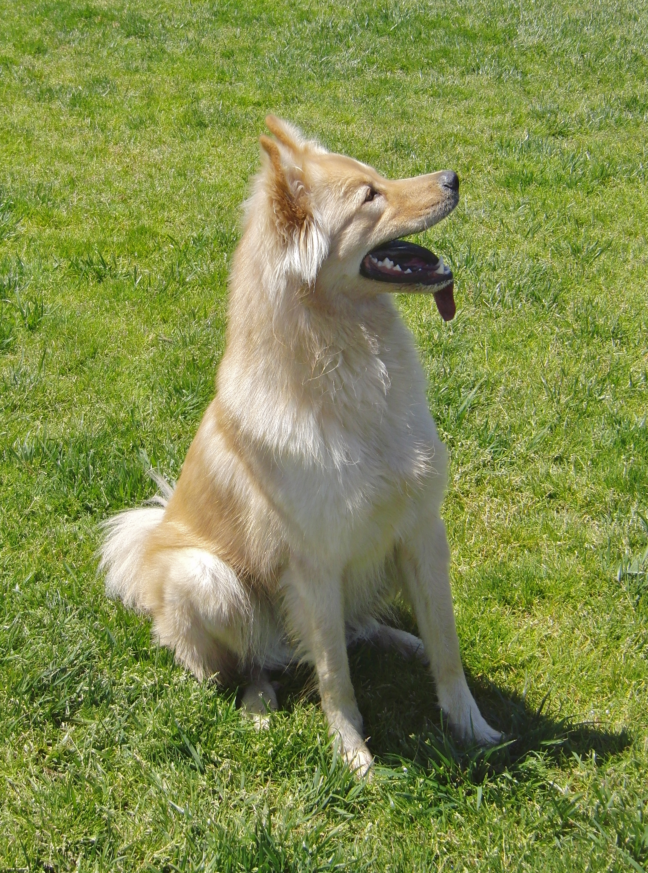 (Here, get a profile shot!) The proud Golden Wolf stands