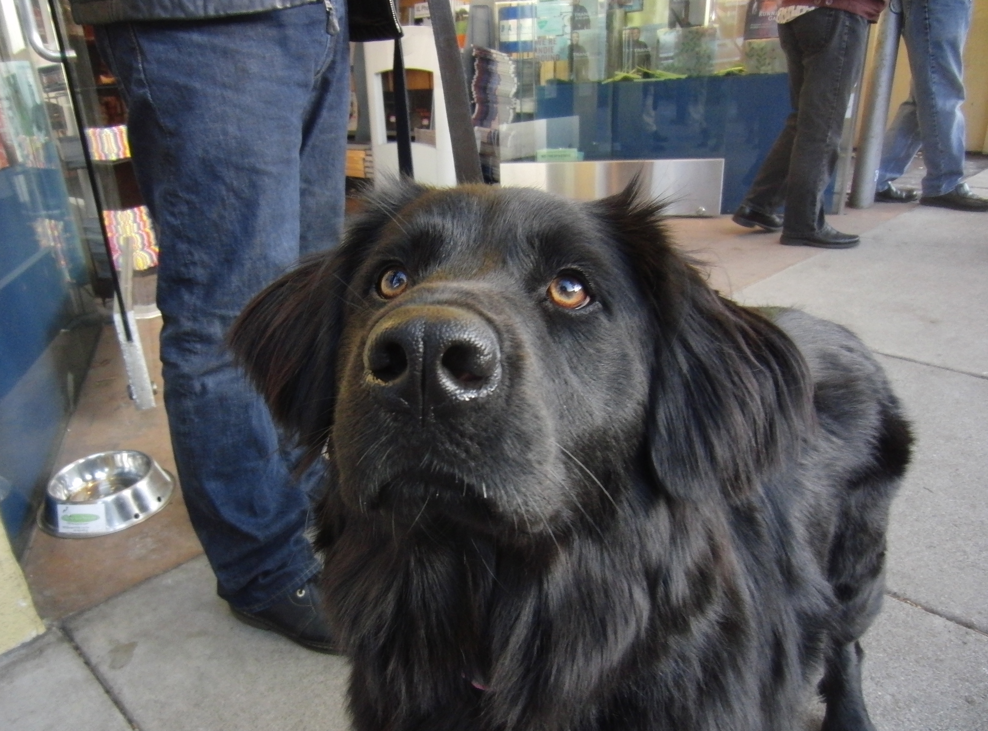 Will Gaze Adoringly For Treats™ The Dogs of San Francisco