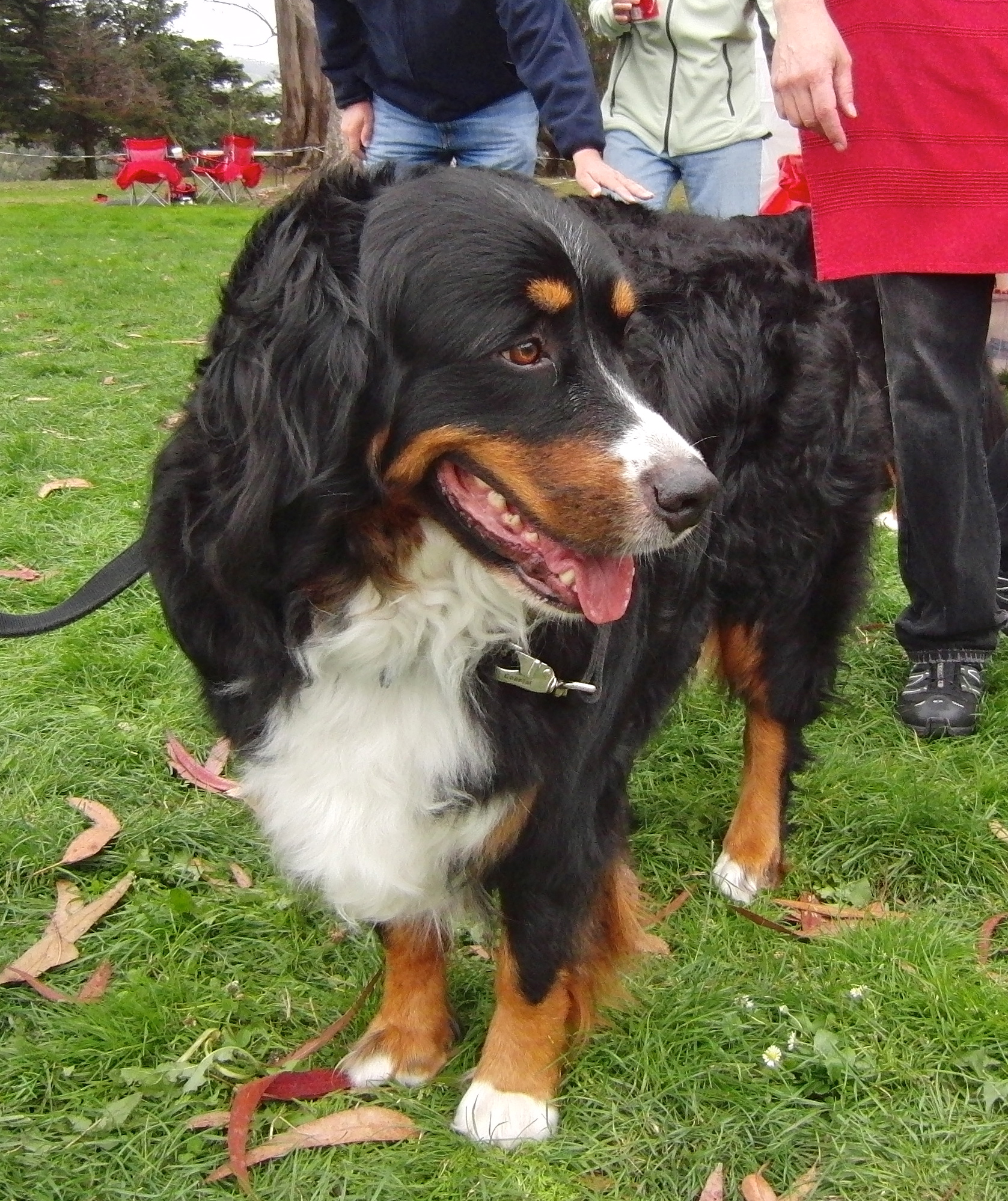Double Dog Day Bernese Mountain Dog and Greater Swiss Mountain Dog The Dogs of San Francisco