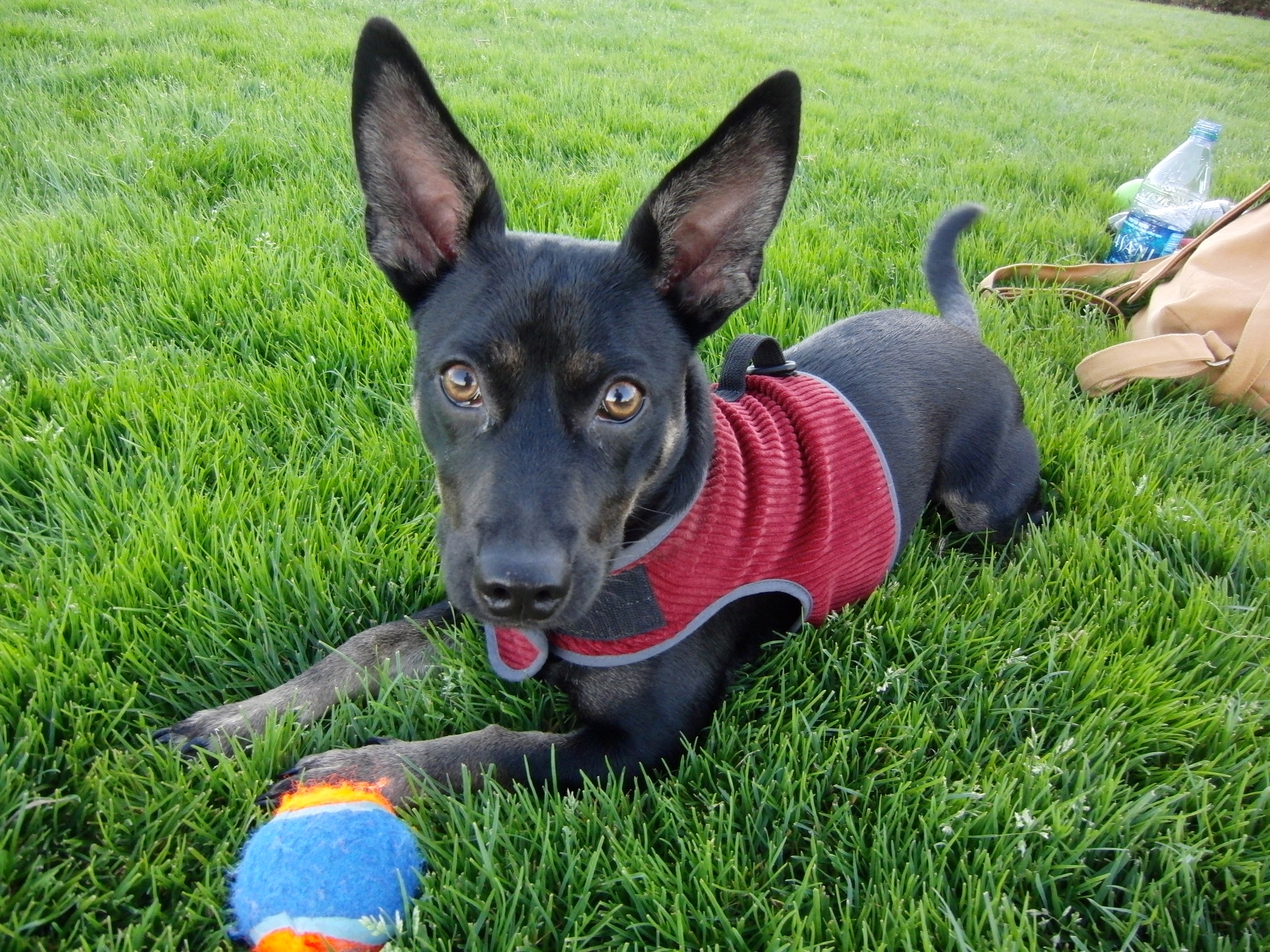 This… is my ball. There are many like it, but this one is