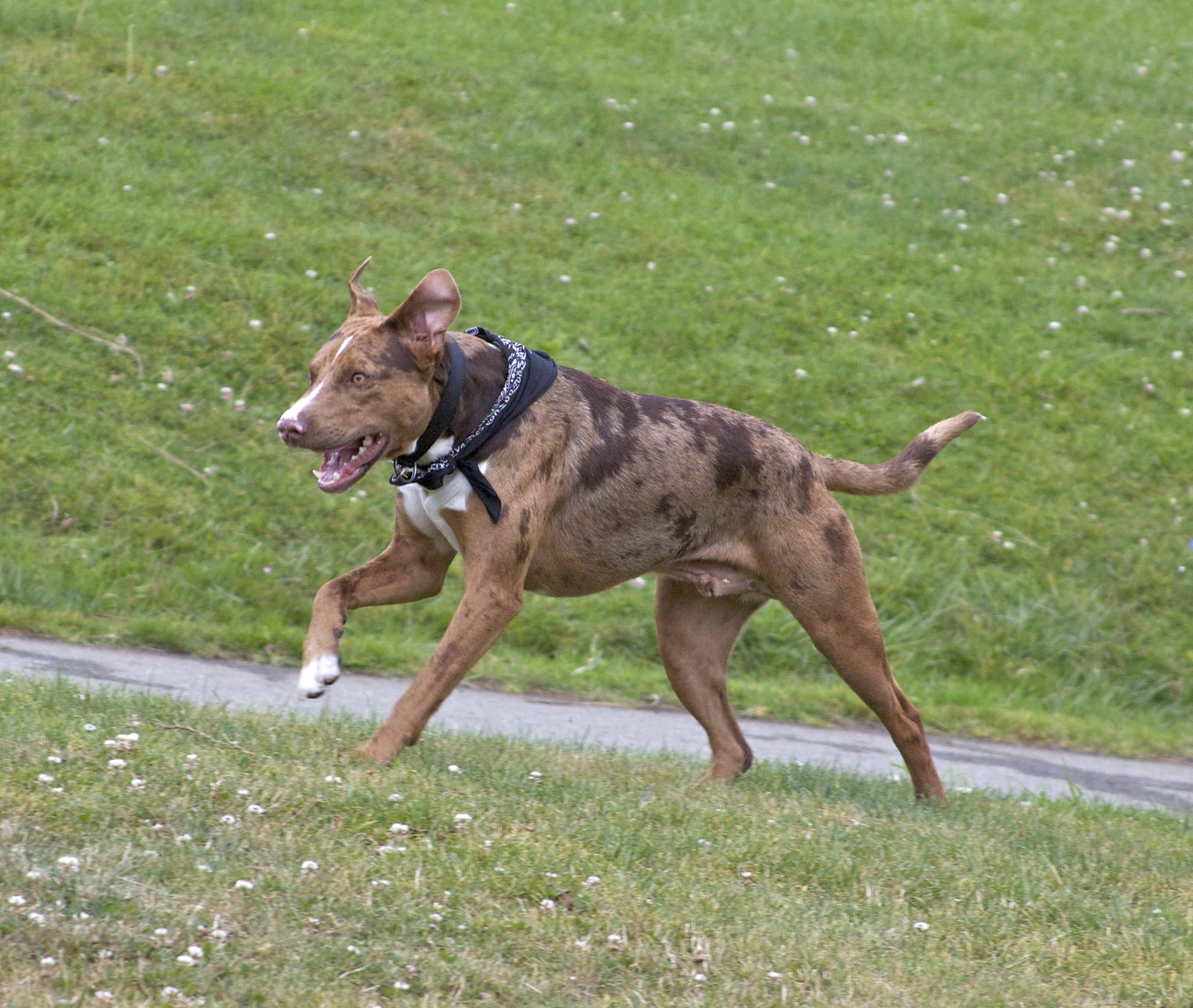 Australian Cattle Dog Pitbull Mix
