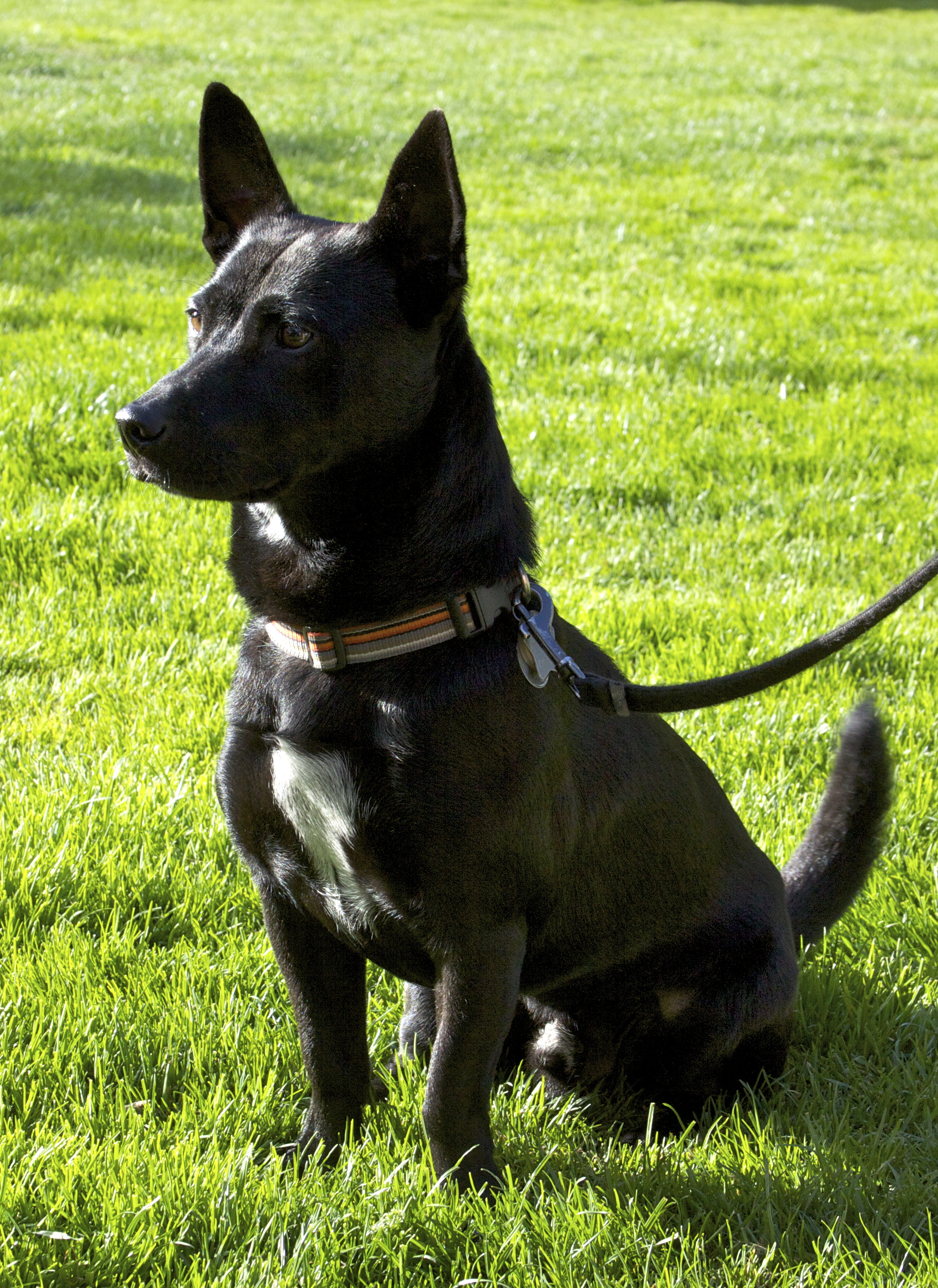 Silently, in the setting sun, the faithful companion stands guard