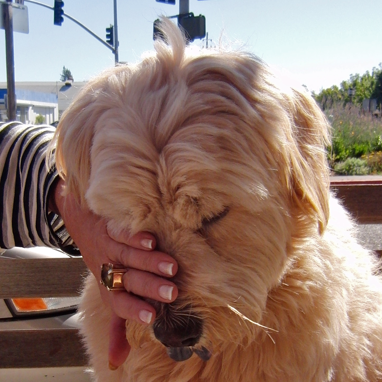 It’s okay, momma, I still love you! The Dogs of San