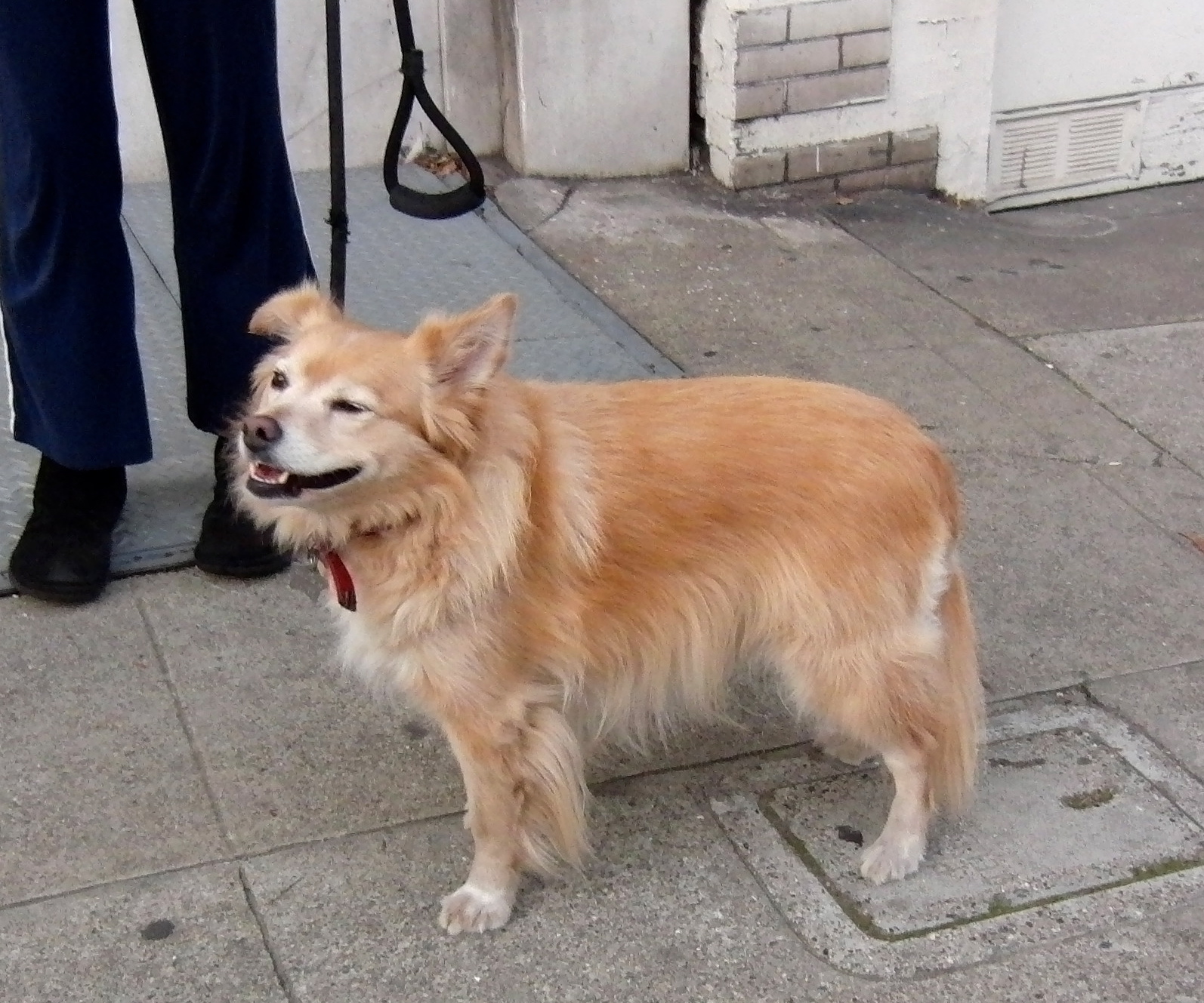 I’m a vicious grinning hairy monster! Raaar! The Dogs of San Francisco