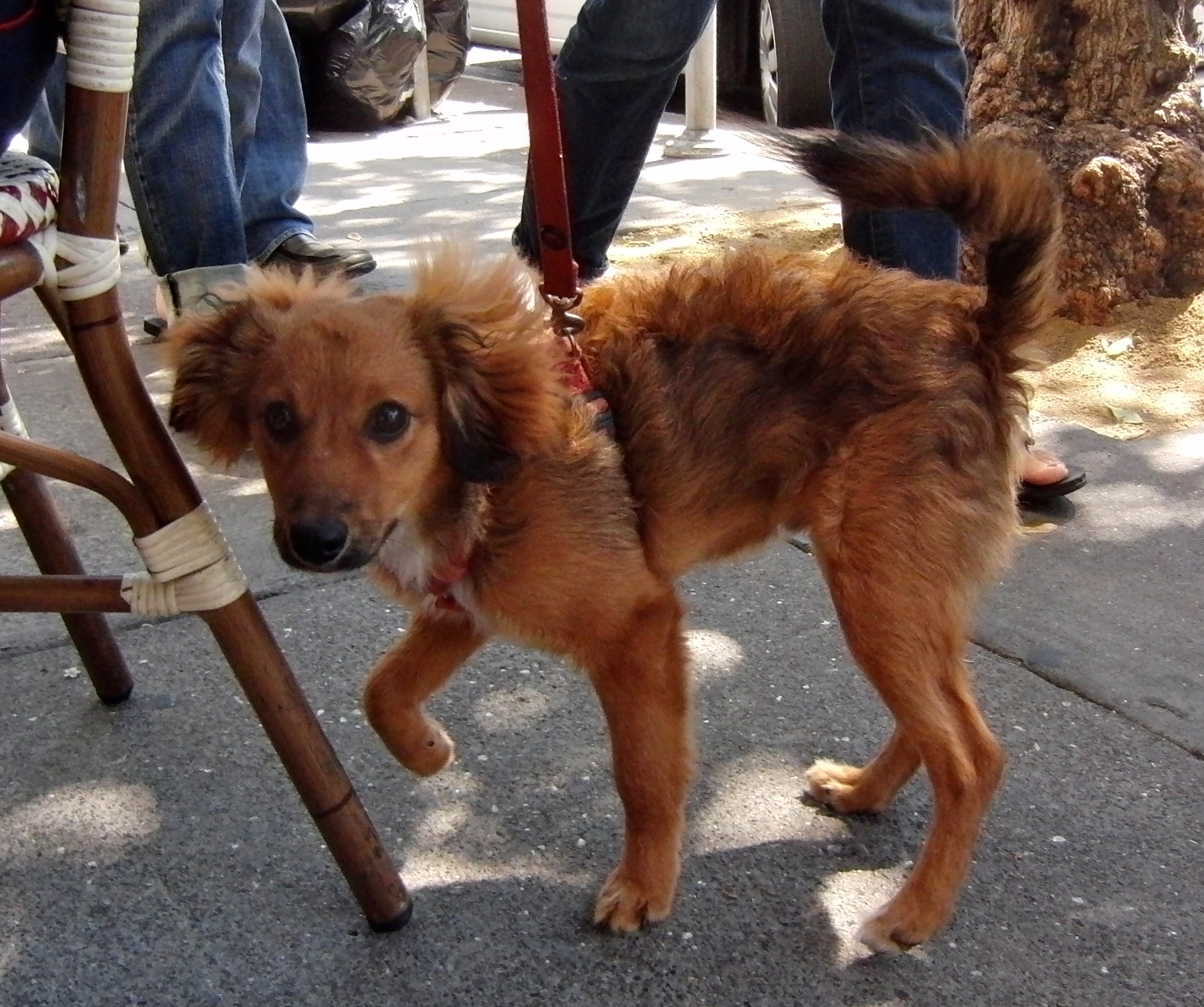 Dog of the Day Paddington the Pomeranian/Dachshund Mix