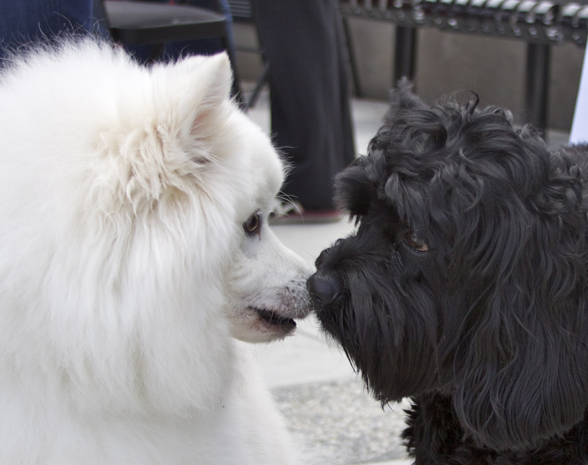 Dogs in Love Valentine’s Day Samoyed and Black Labradoodle The Dogs