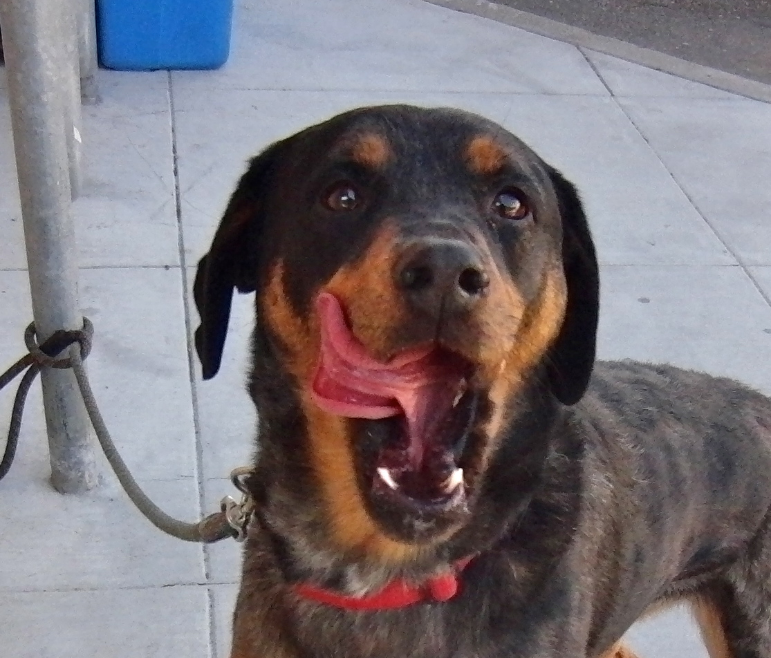 Dog of the Day Australian Shepherd/Rottweiler Mix The