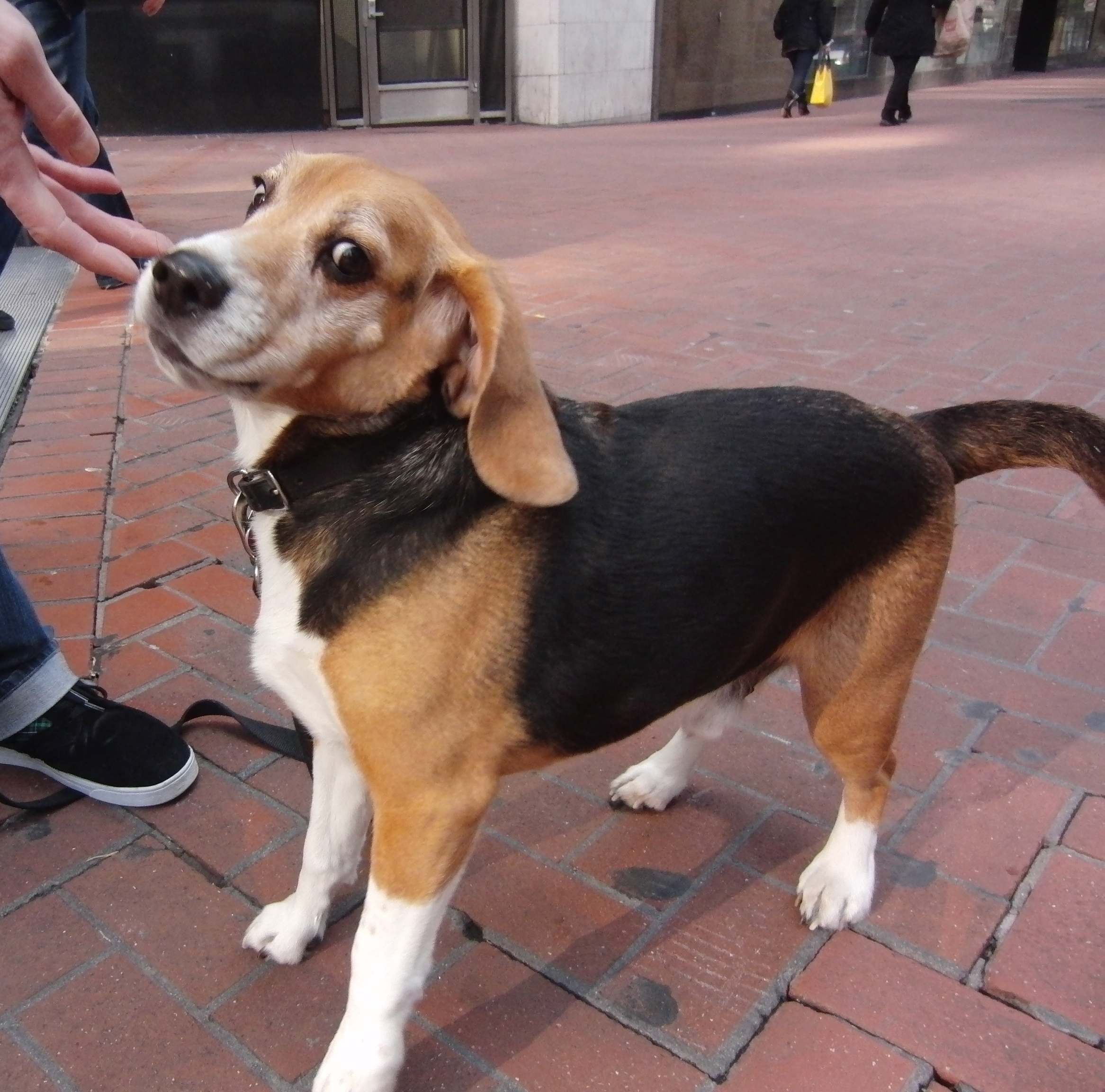 …huh? What? Heeey… are you watching me? The Dogs of San Francisco