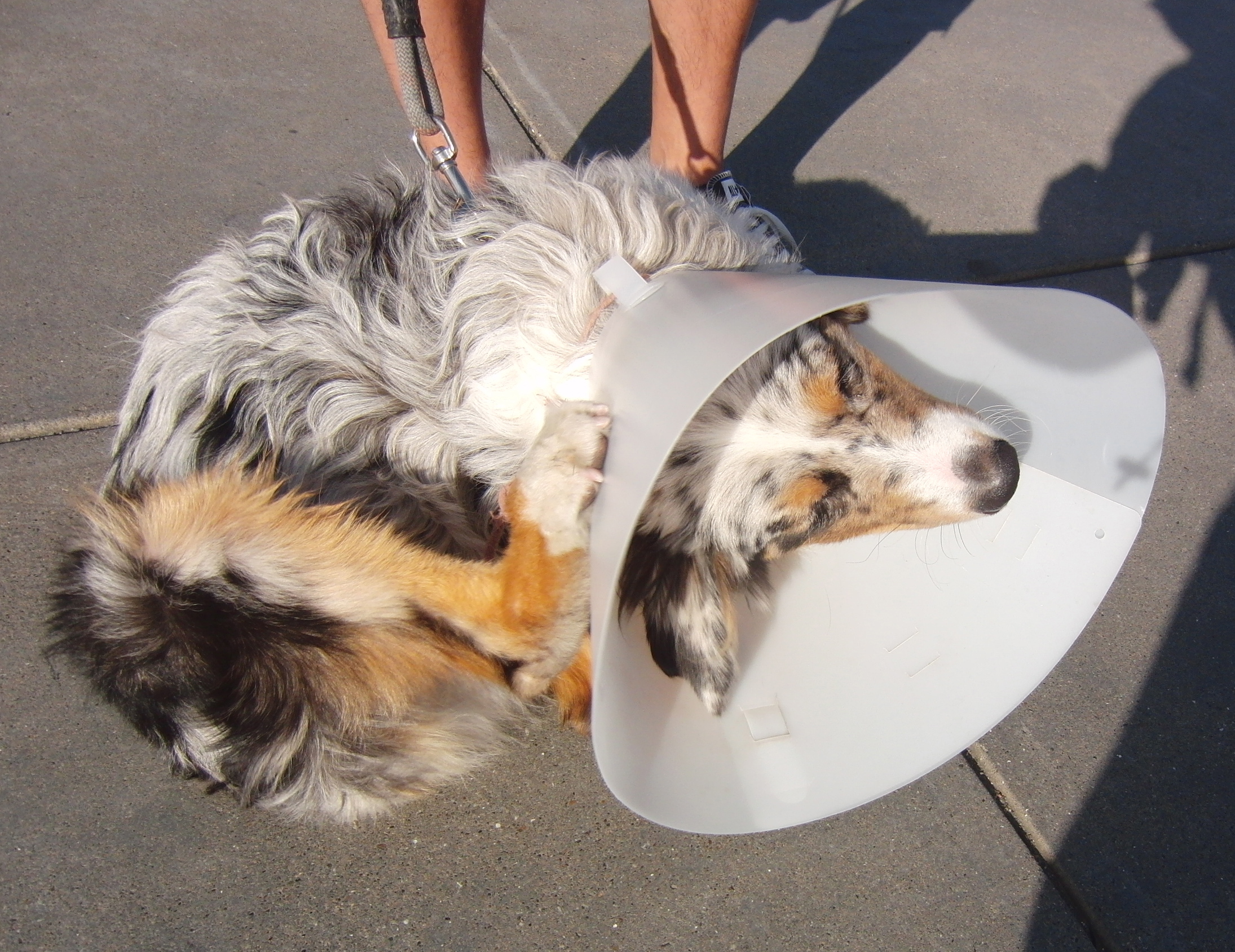 Australian Shepherd Won't Stop Itching at Stephen Craft blog