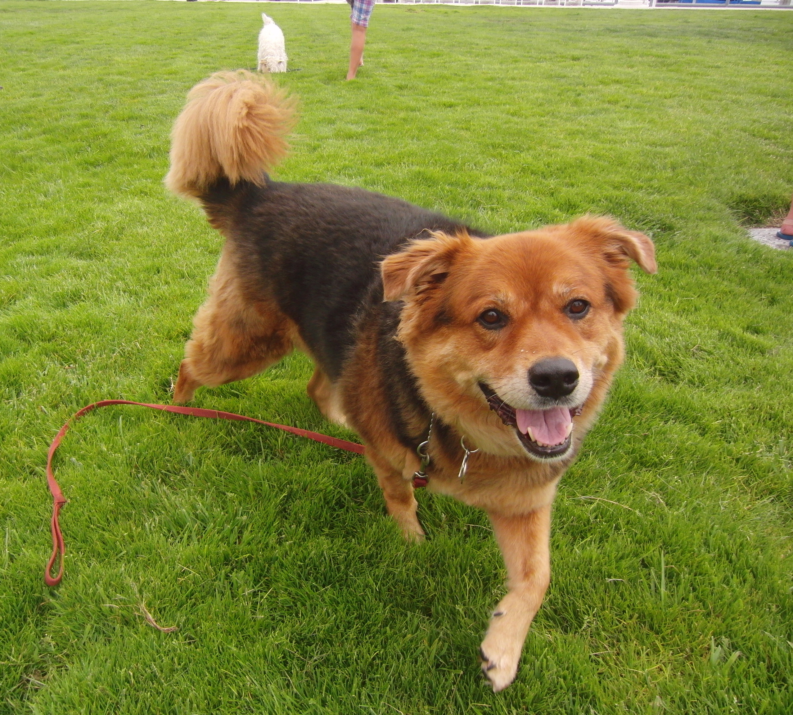 …someone say… The Dogs of San Francisco