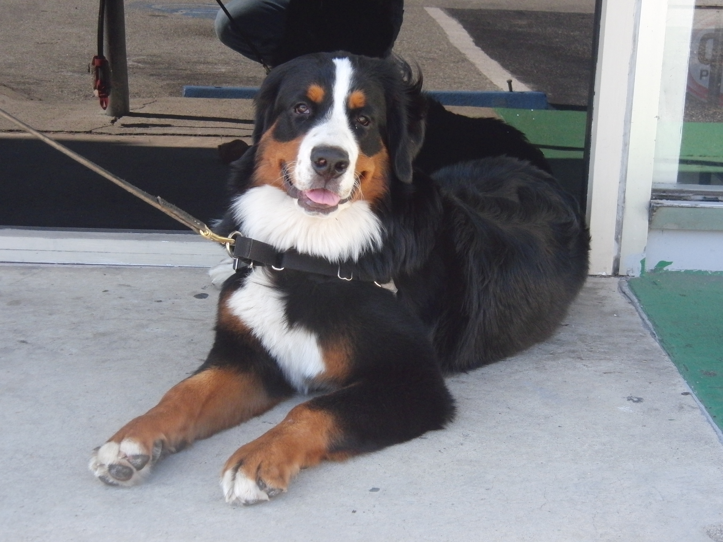 Hi there, big boy! The Dogs of San Francisco