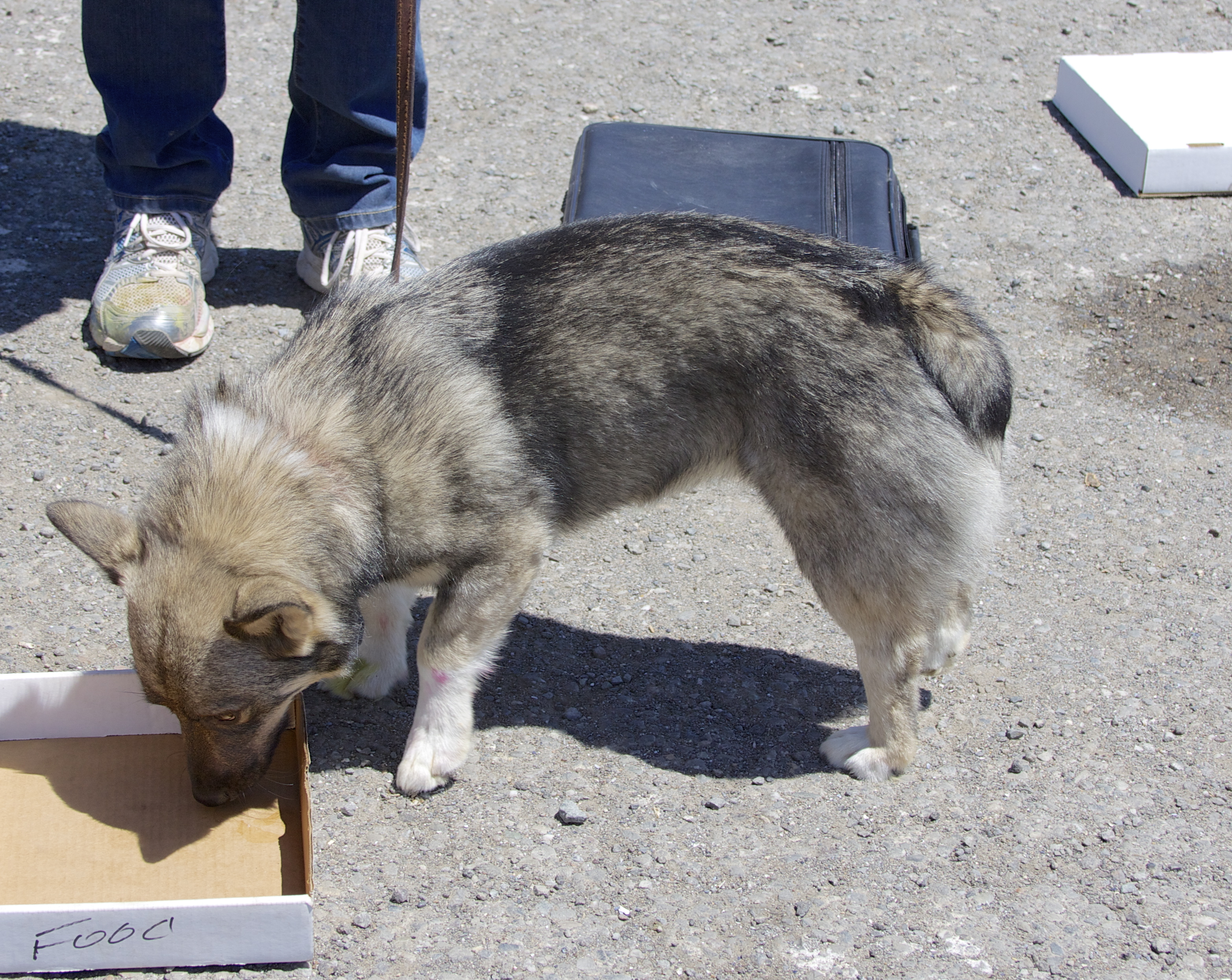 Omnomonomnom! The Dogs of San Francisco
