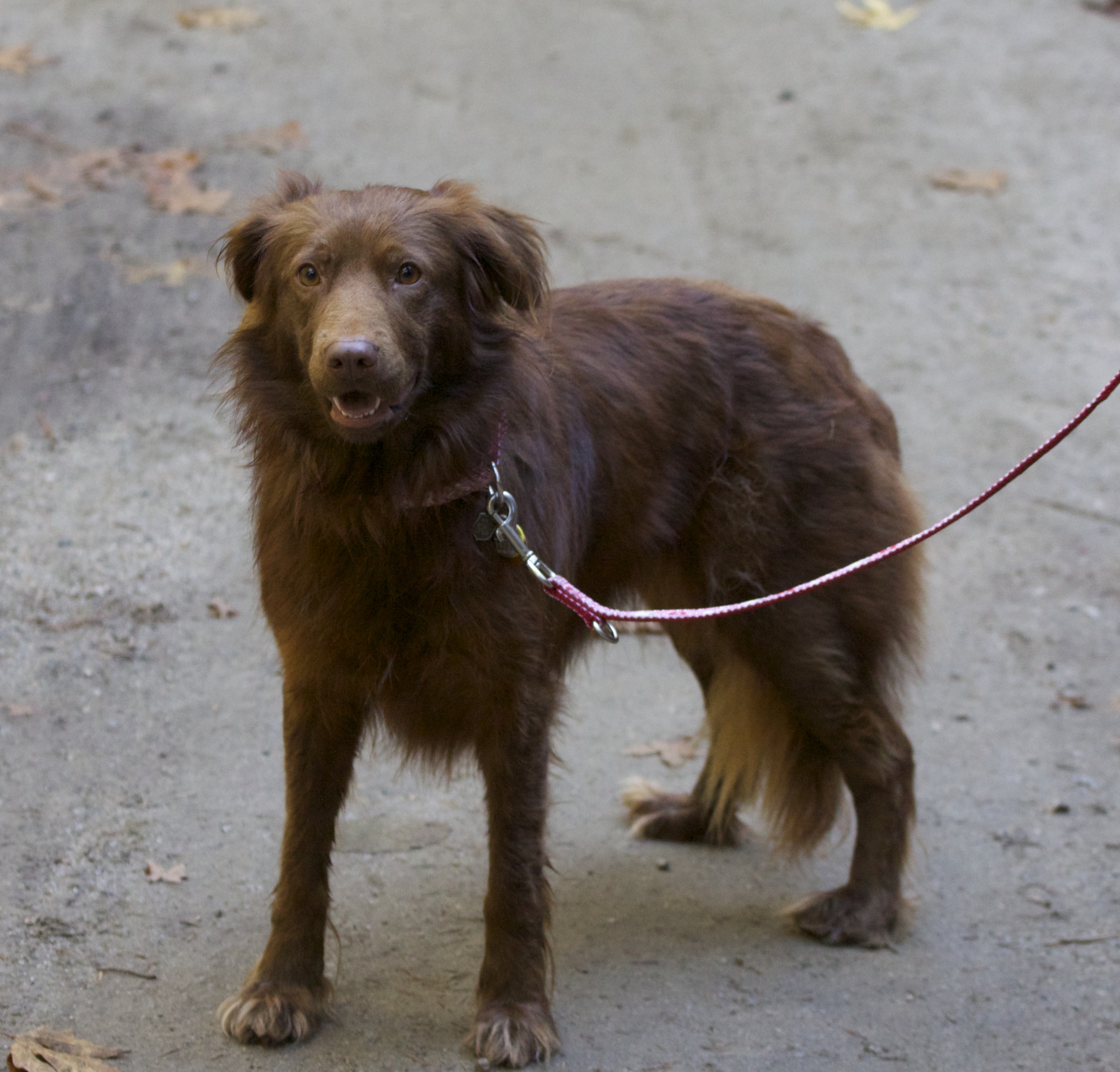 Chocolate Labrador Australian Shepherd Mix