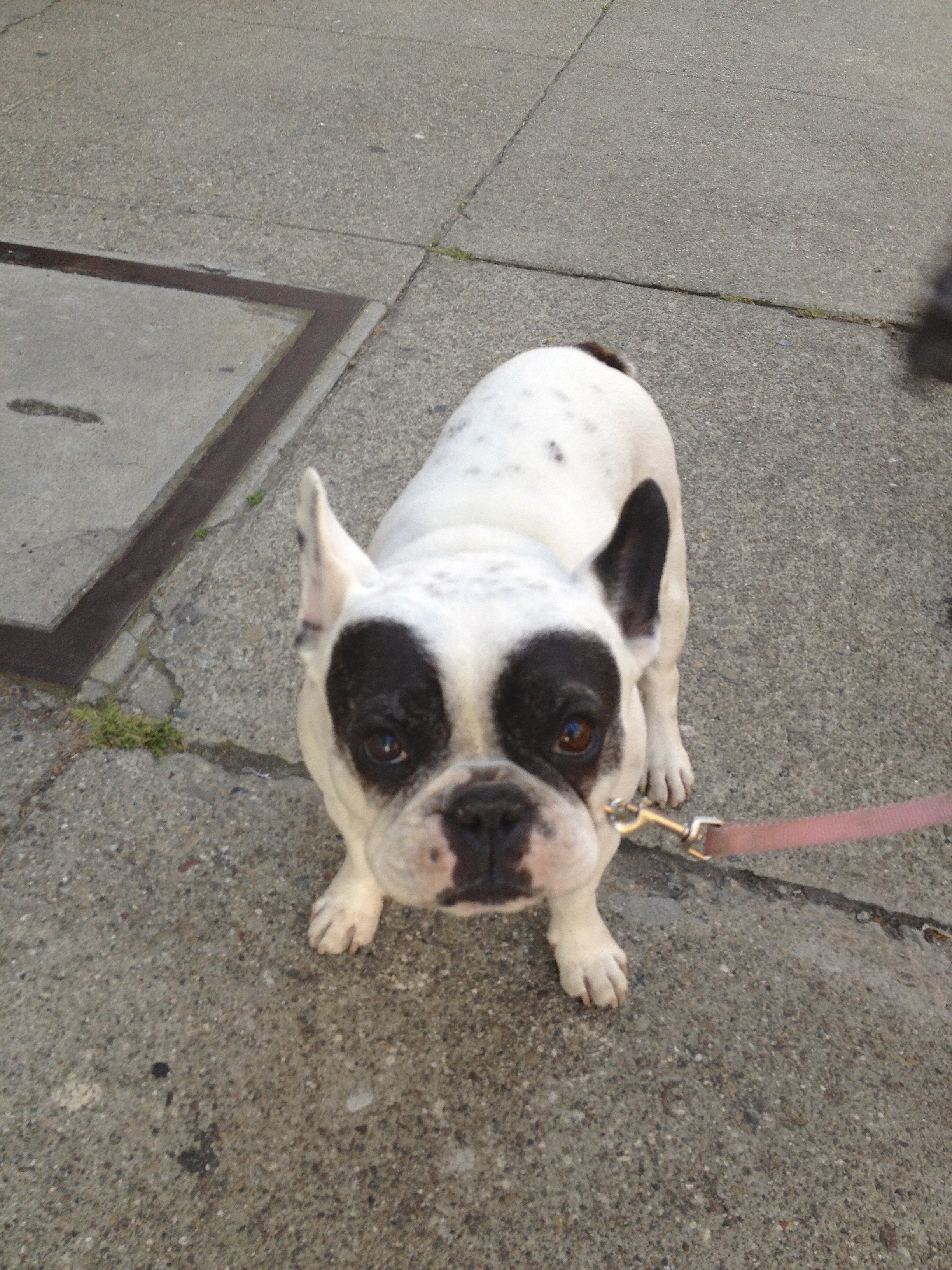 IMG_0658 The Dogs of San Francisco