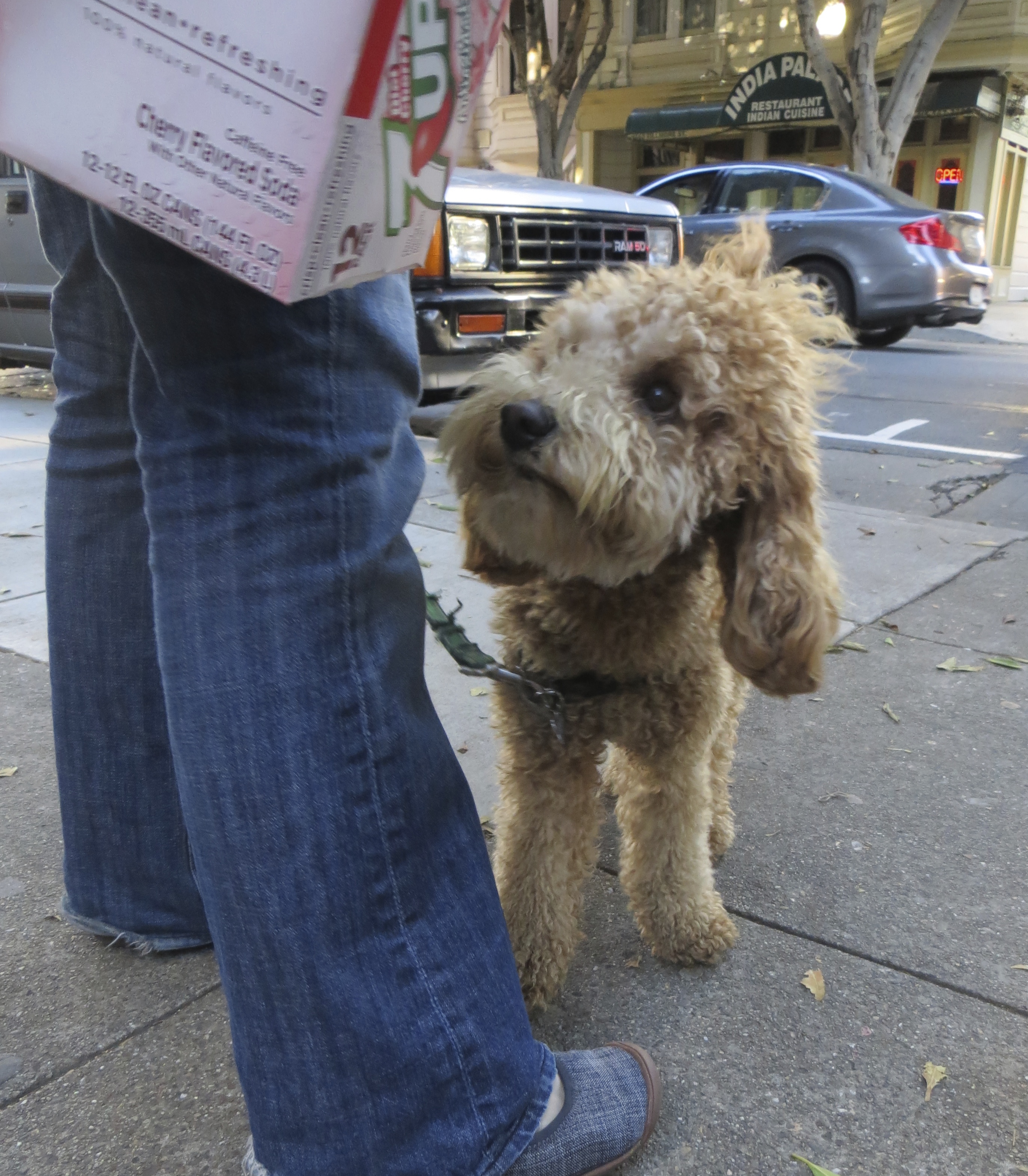 IMG_0806 The Dogs of San Francisco