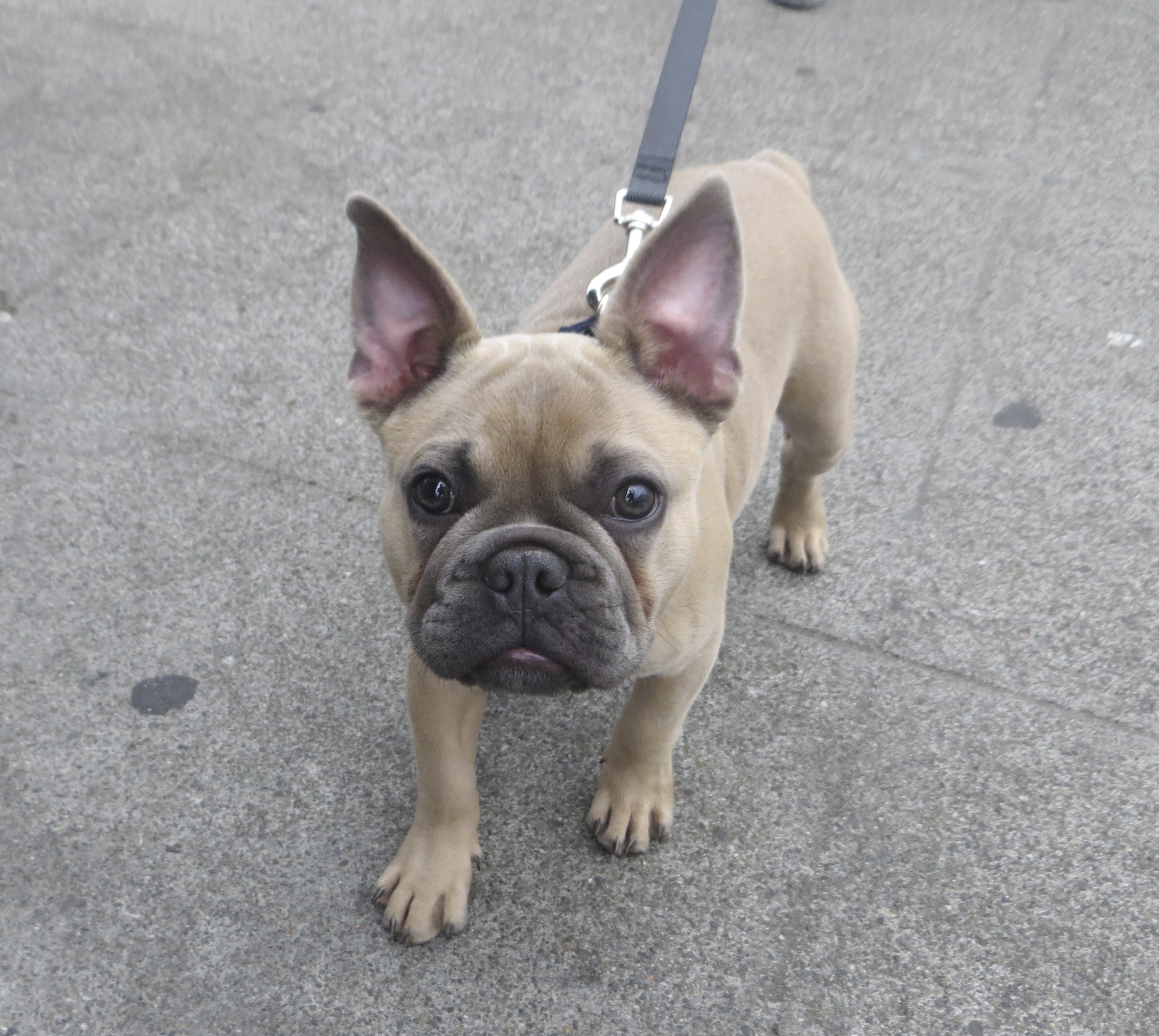 You're laughing at my ears, aren't you? Well, you shouldn