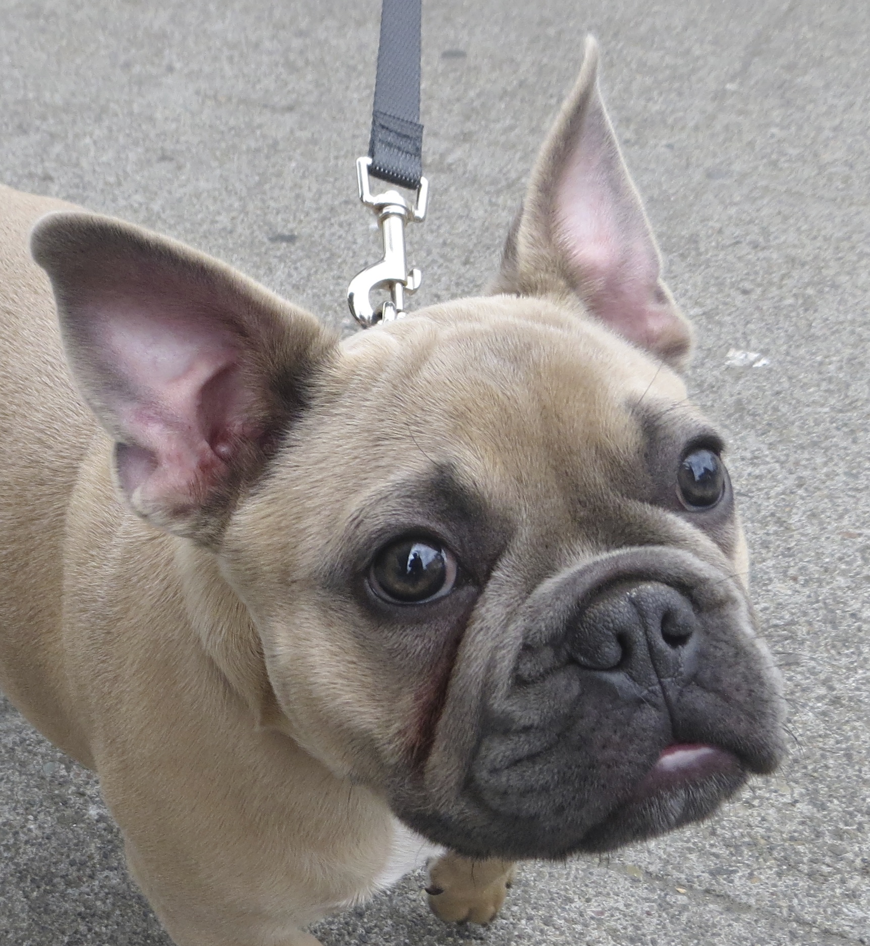 For example, I can hear that you have a package of dog