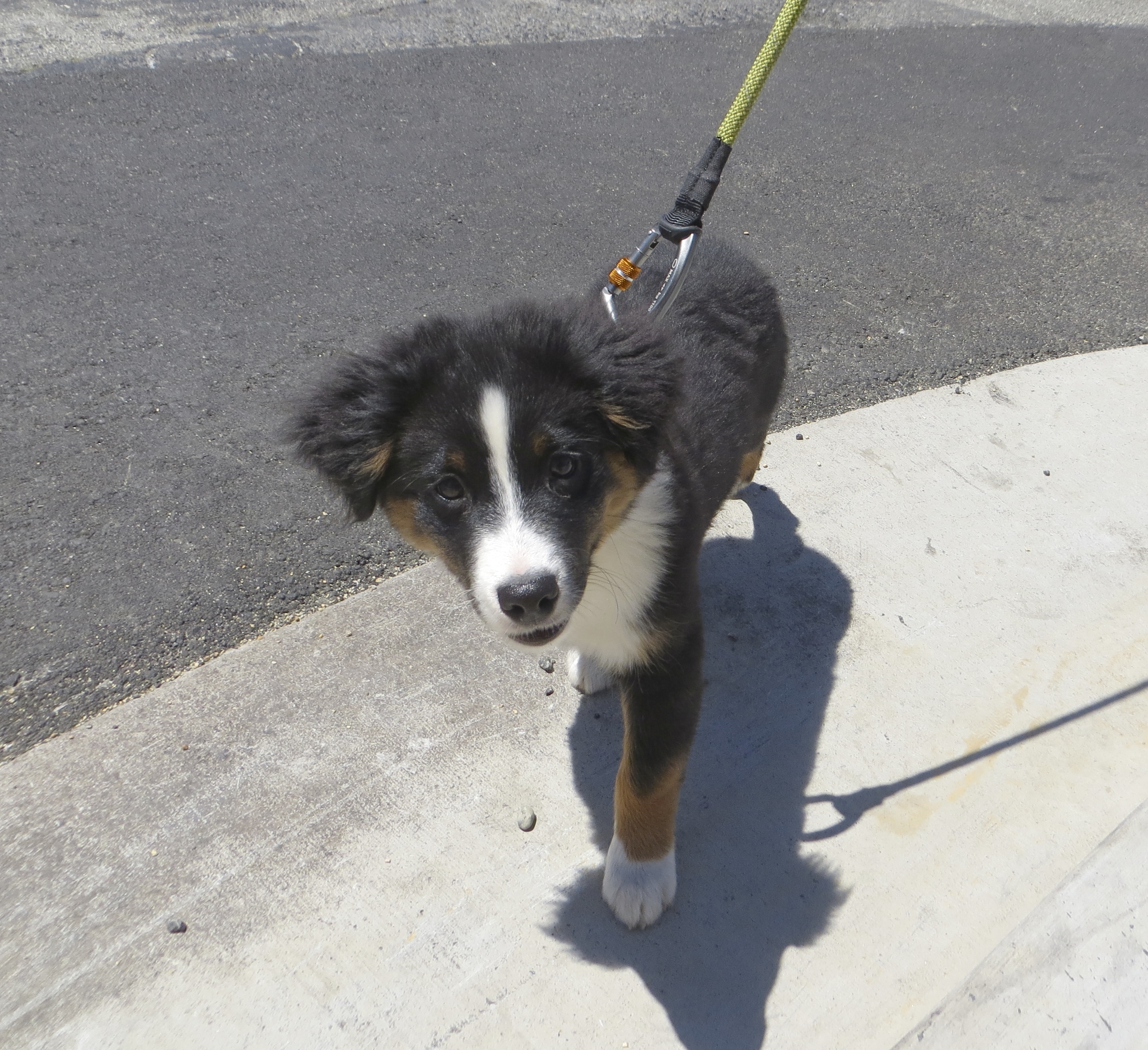 WHAT DO YOUR KNEES SMELL LIKE? CAN I SNIFF THEM? The Dogs of San