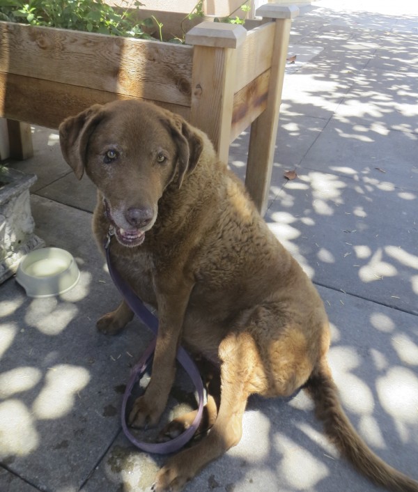 Dog of the Day Starfire the Chesapeake Bay Retriever