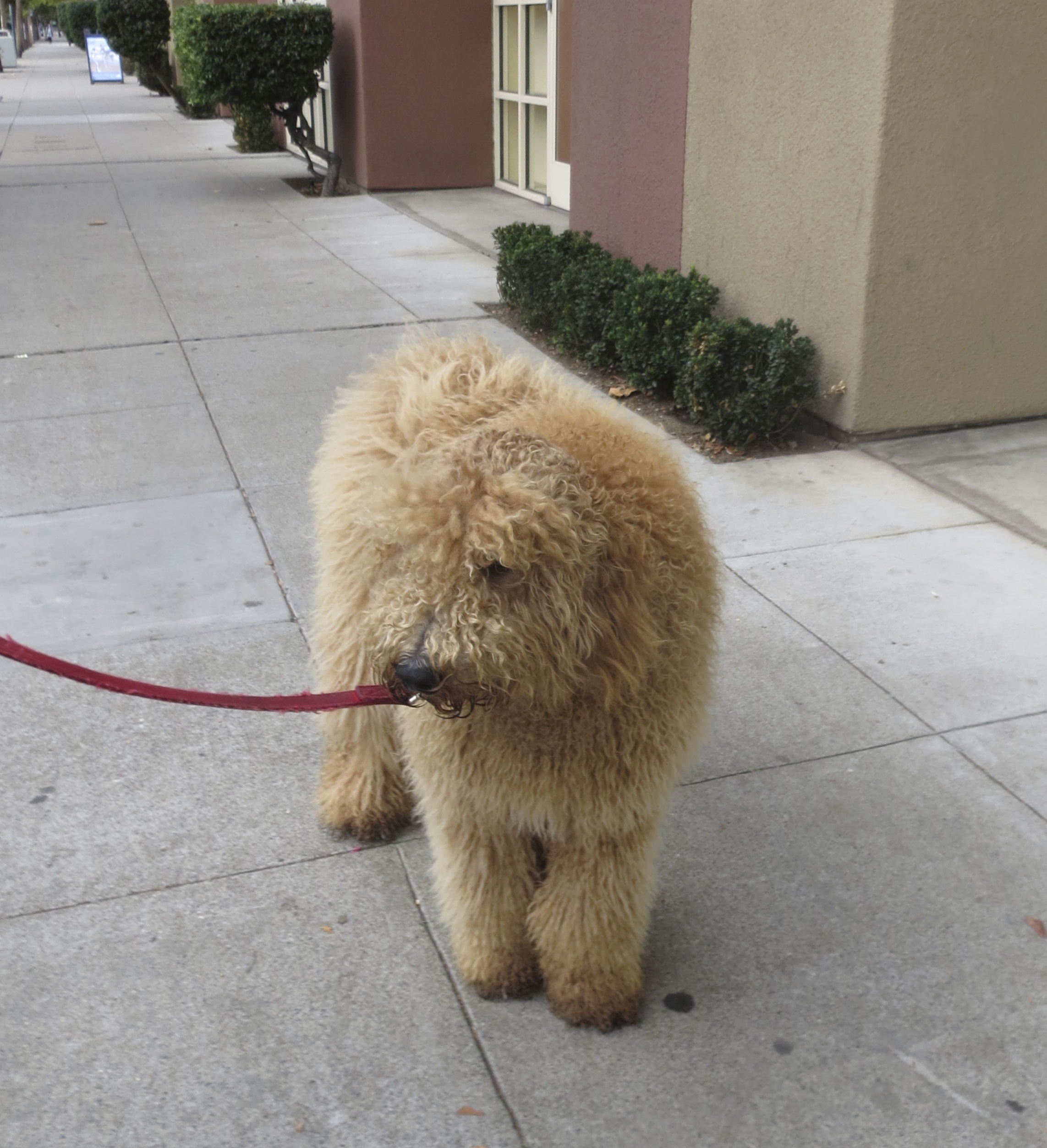 You’re judging me, aren’t you? I can tell. The Dogs of San Francisco