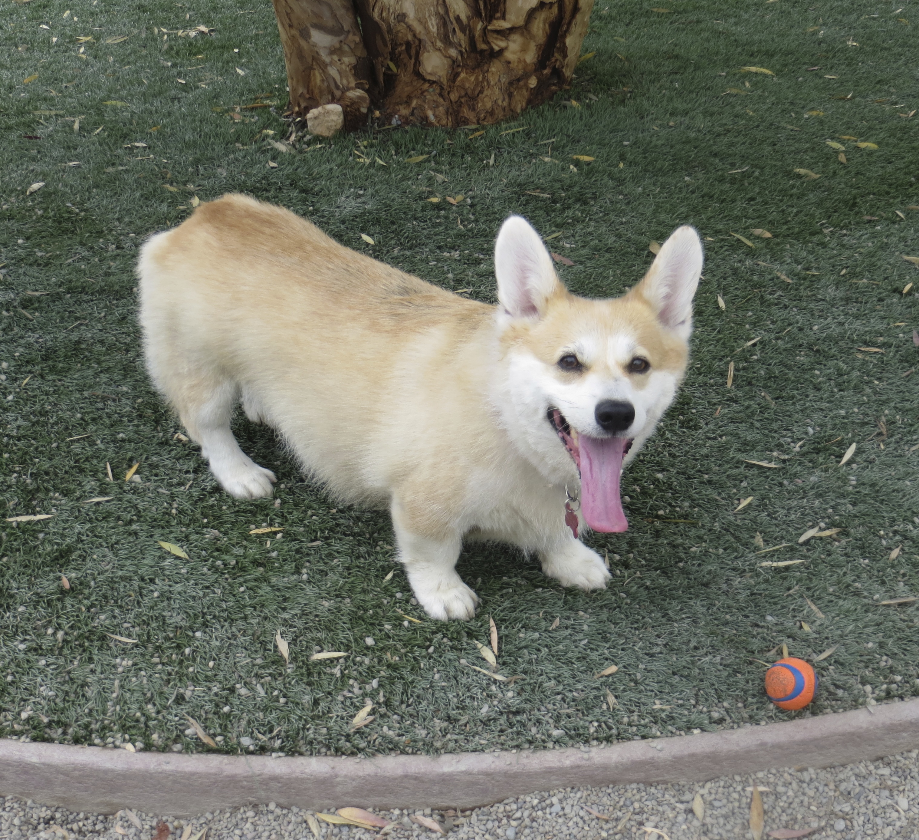 Helh! Nai hace ih huck! The Dogs of San Francisco