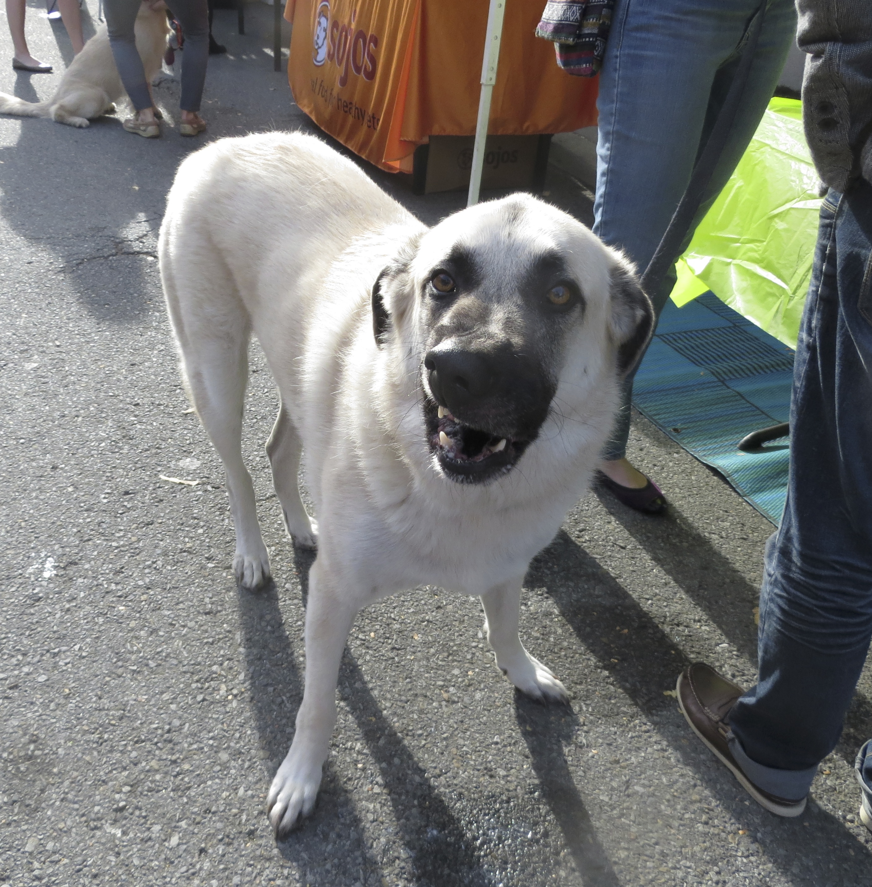 Dog of the Day German Shepherd/Labrador Retriever Mix