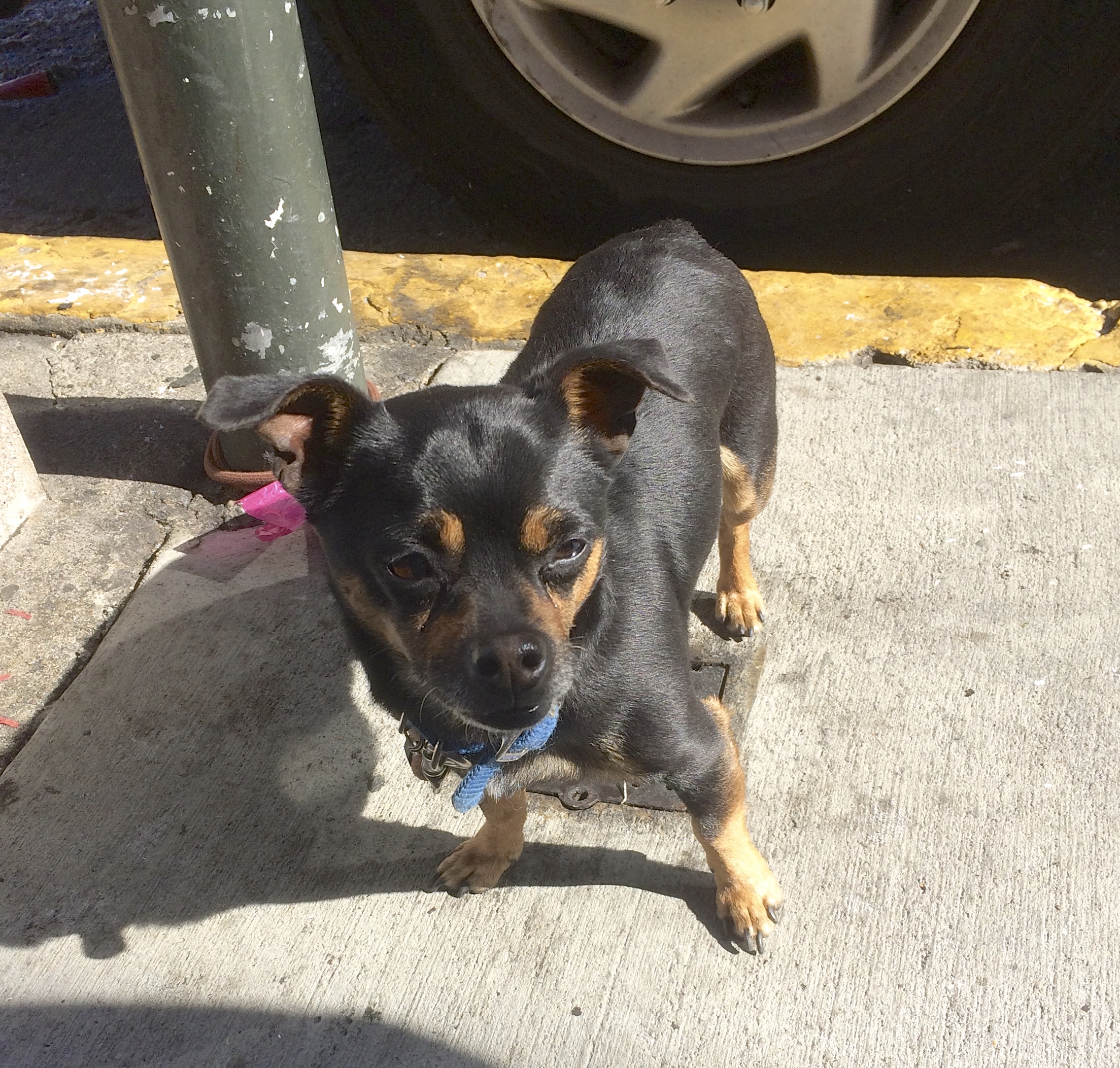 What're YOU looking at? You never seen a teacup Rottweiler