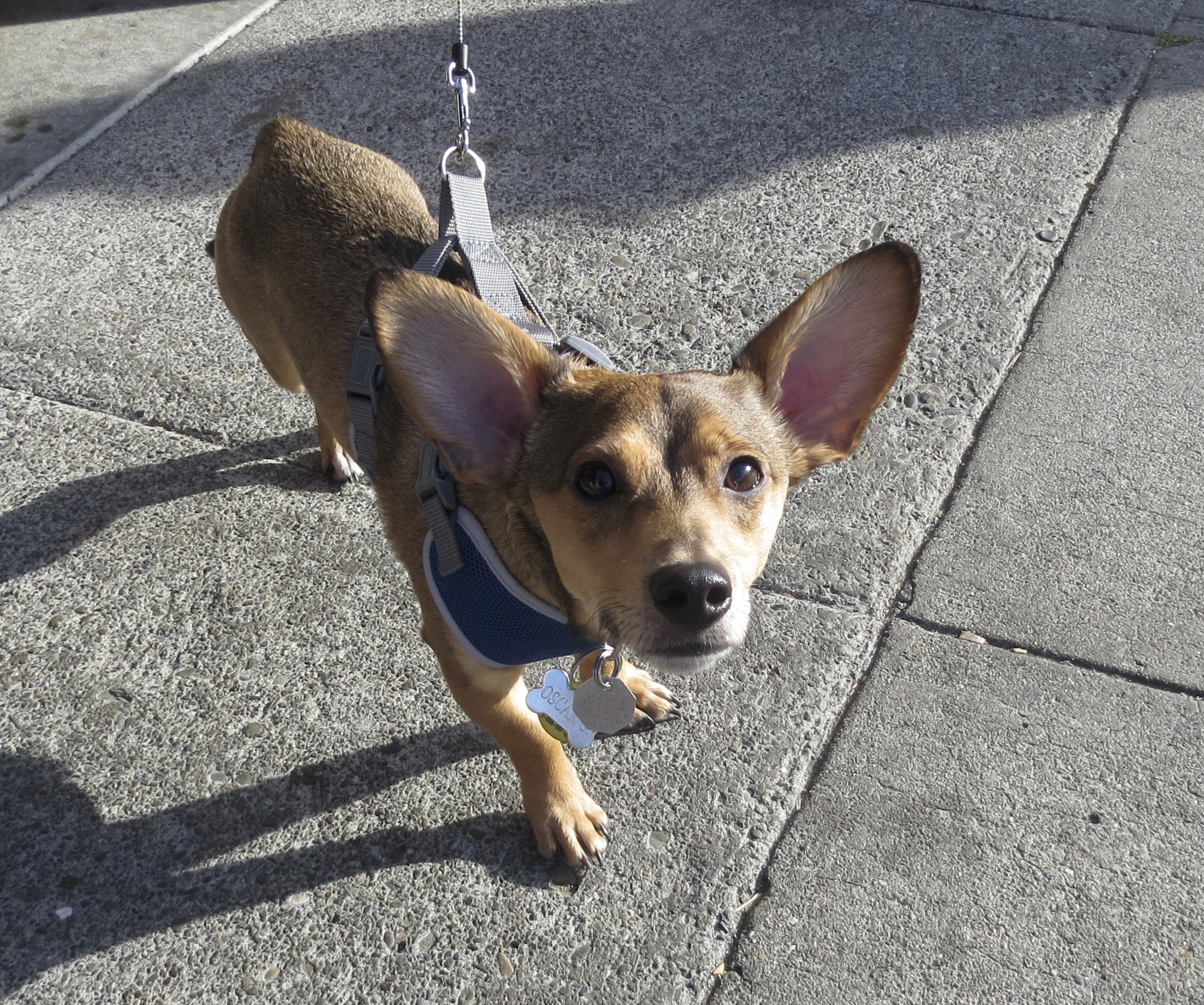 Dog of the Day Oscar the Mix The Dogs