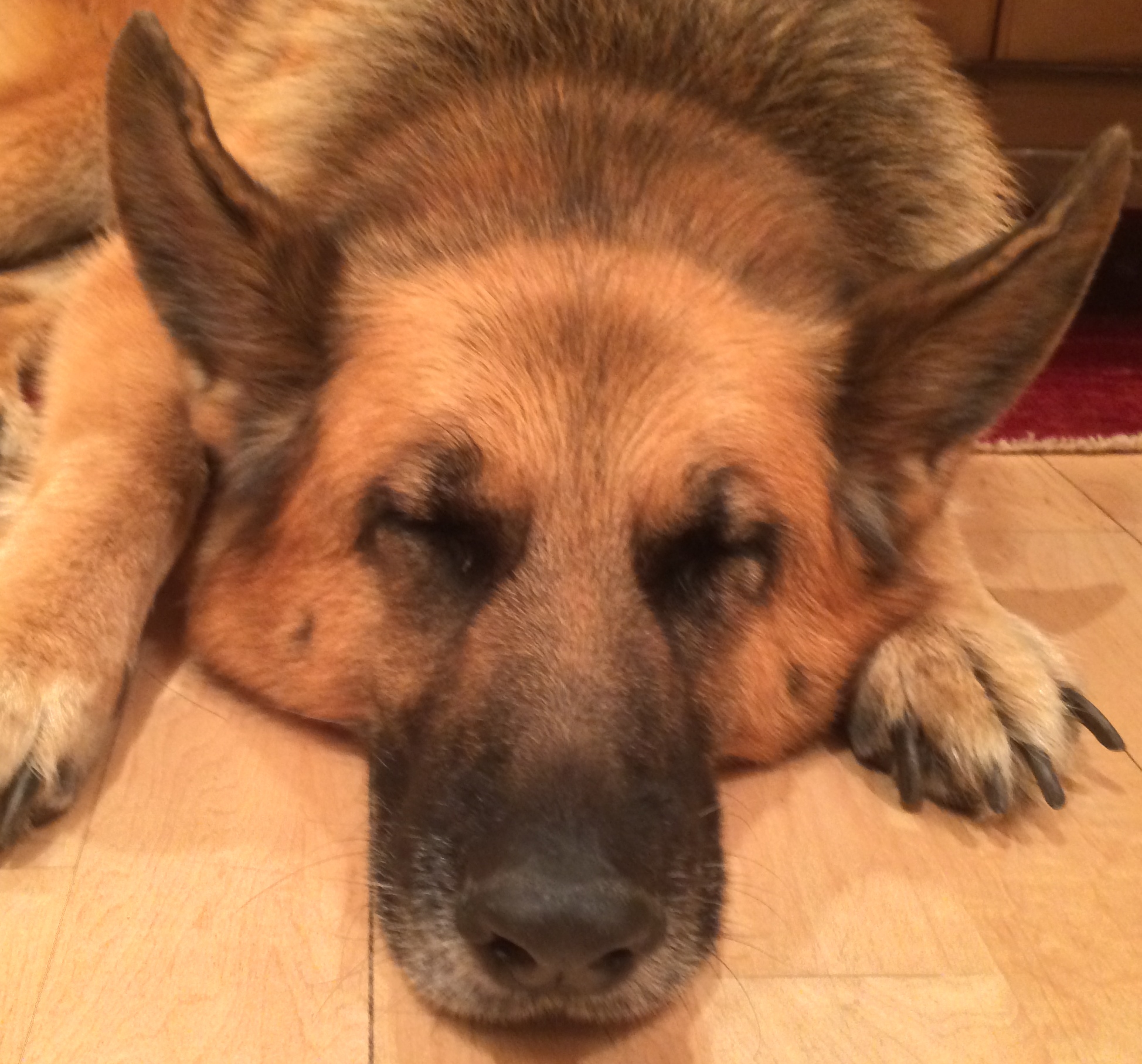 Go away. I’ve got important dreams to dream! The Dogs of San Francisco