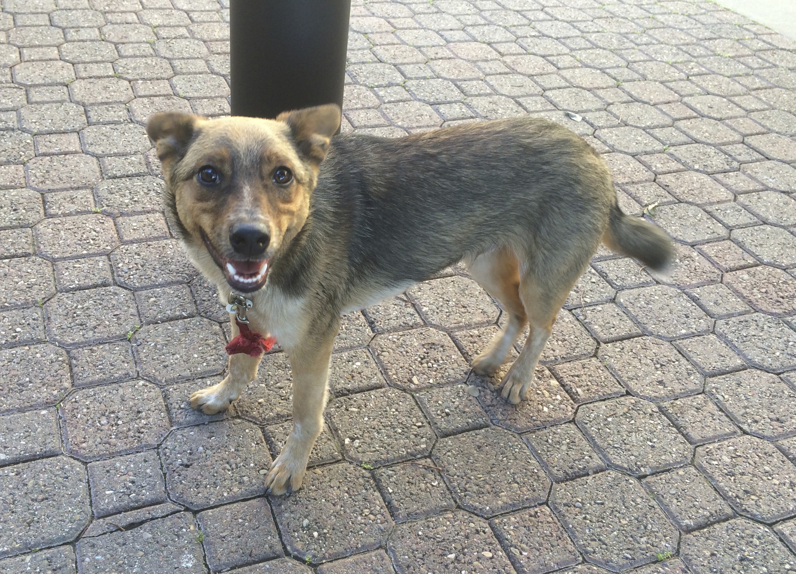 FWOOP! They fold down. And then... The Dogs of San