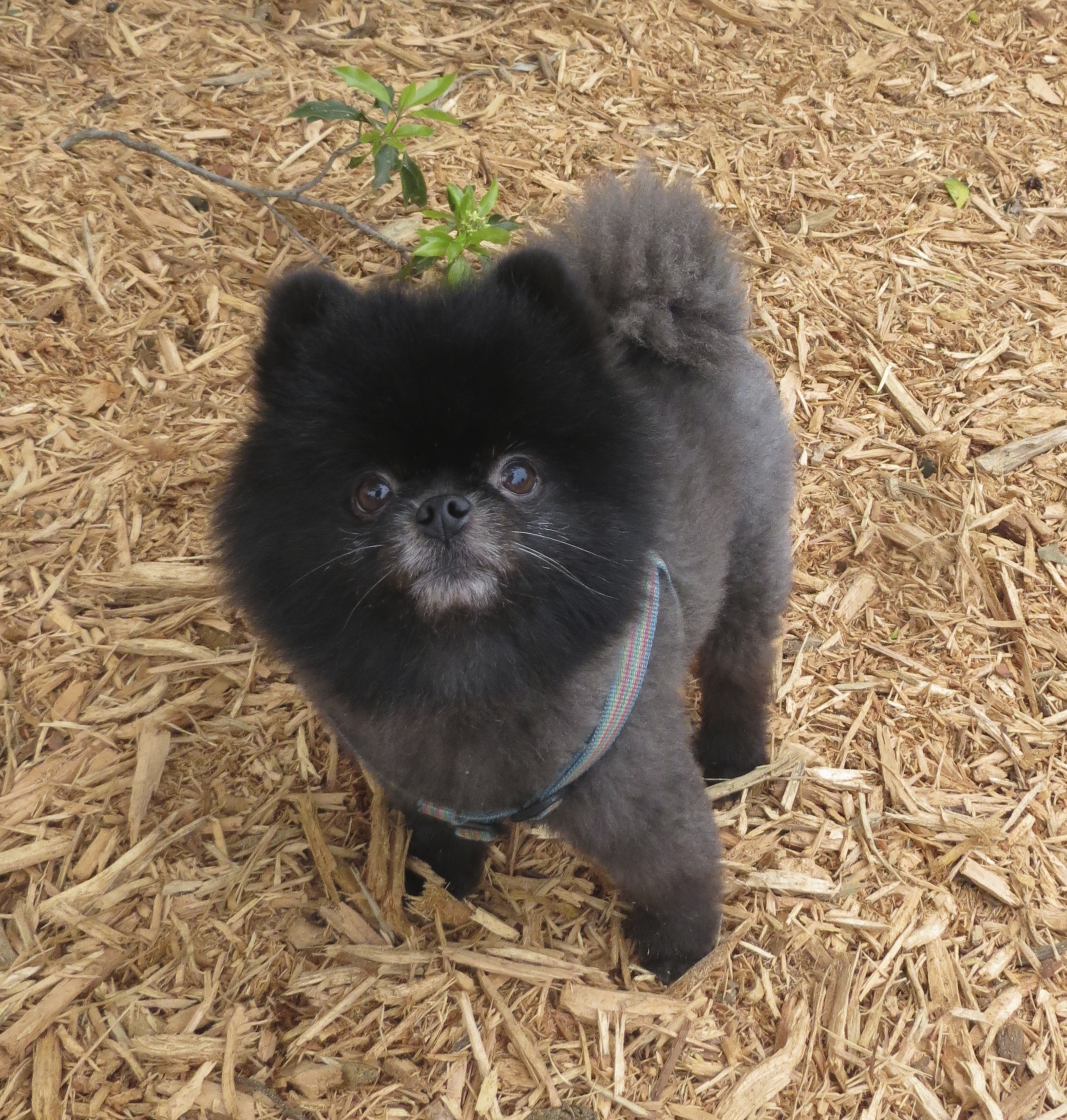 Oh hey yo homies I’m the king of cute/I’m all struttin