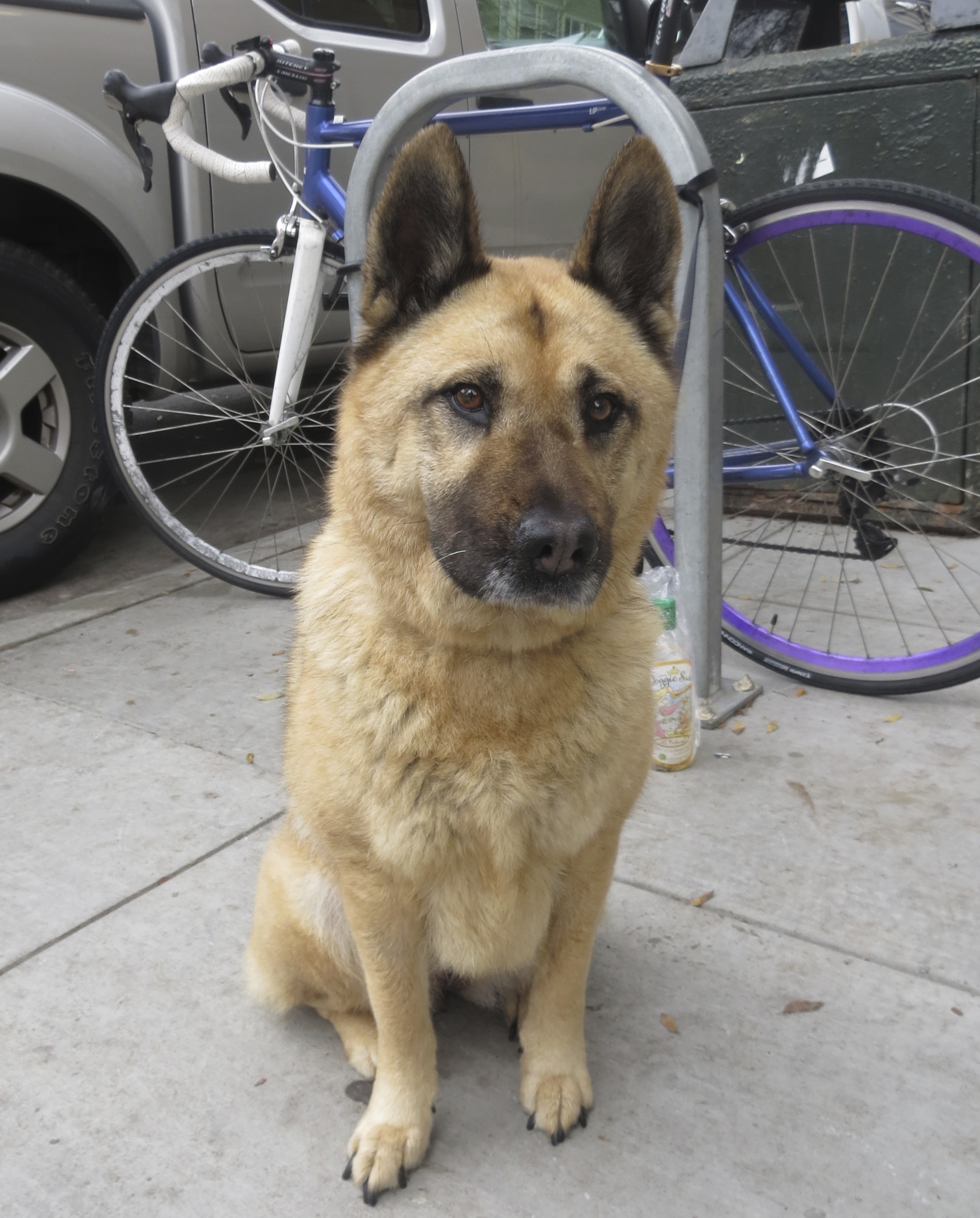 My German shepherd side wants me to leap on you and lick
