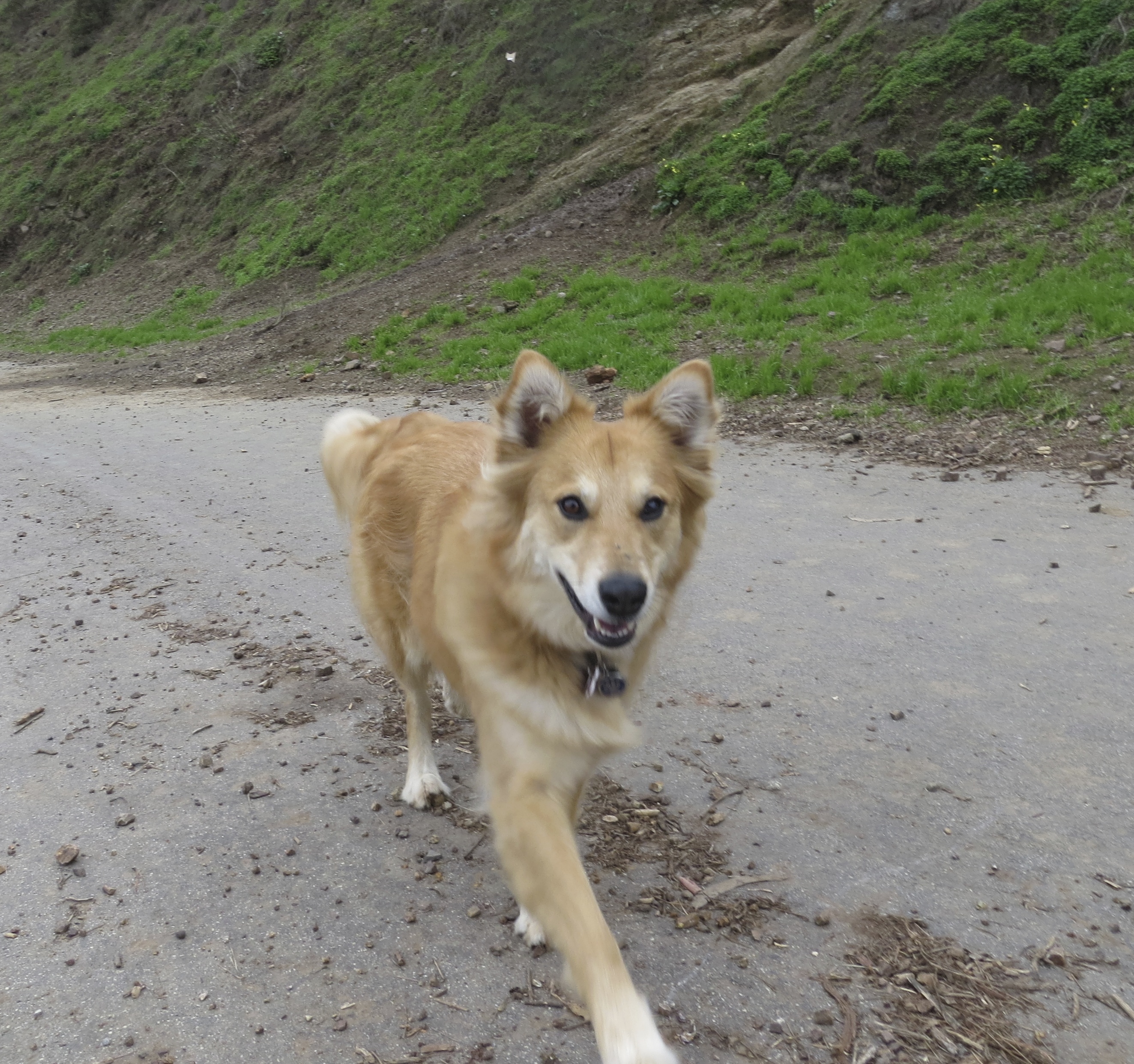 Hi! No time to stop now… we’re on an ADVENTURE! The Dogs