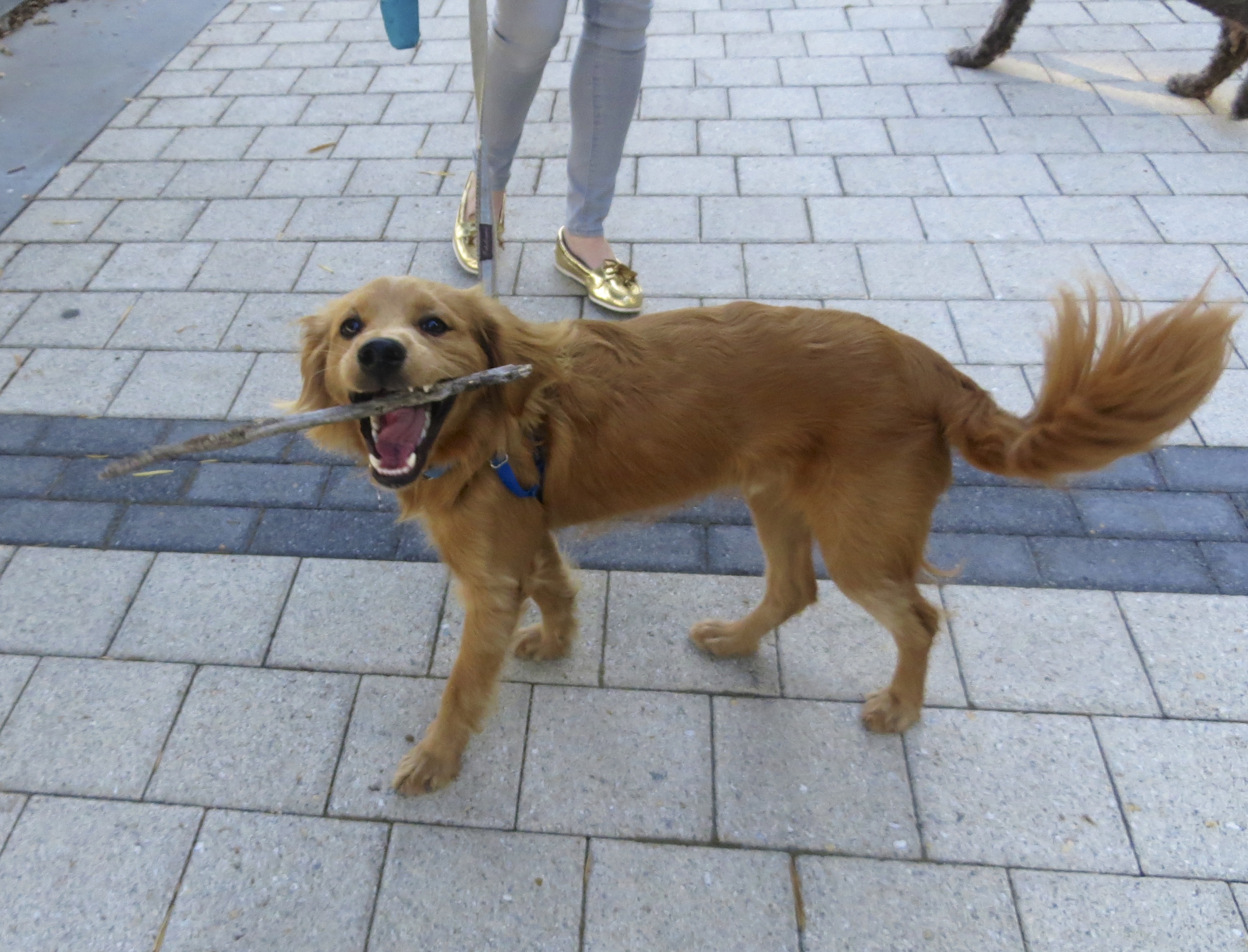 Hi! Look at my STICK! The Dogs of San Francisco